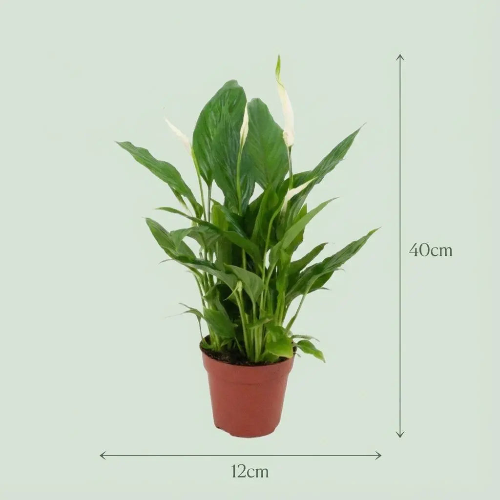 Spathiphyllum (Friedenslilie) – Eleganter Luftreiniger für Ihr Zuhause 🌿🕊️ - ES+ Everspring