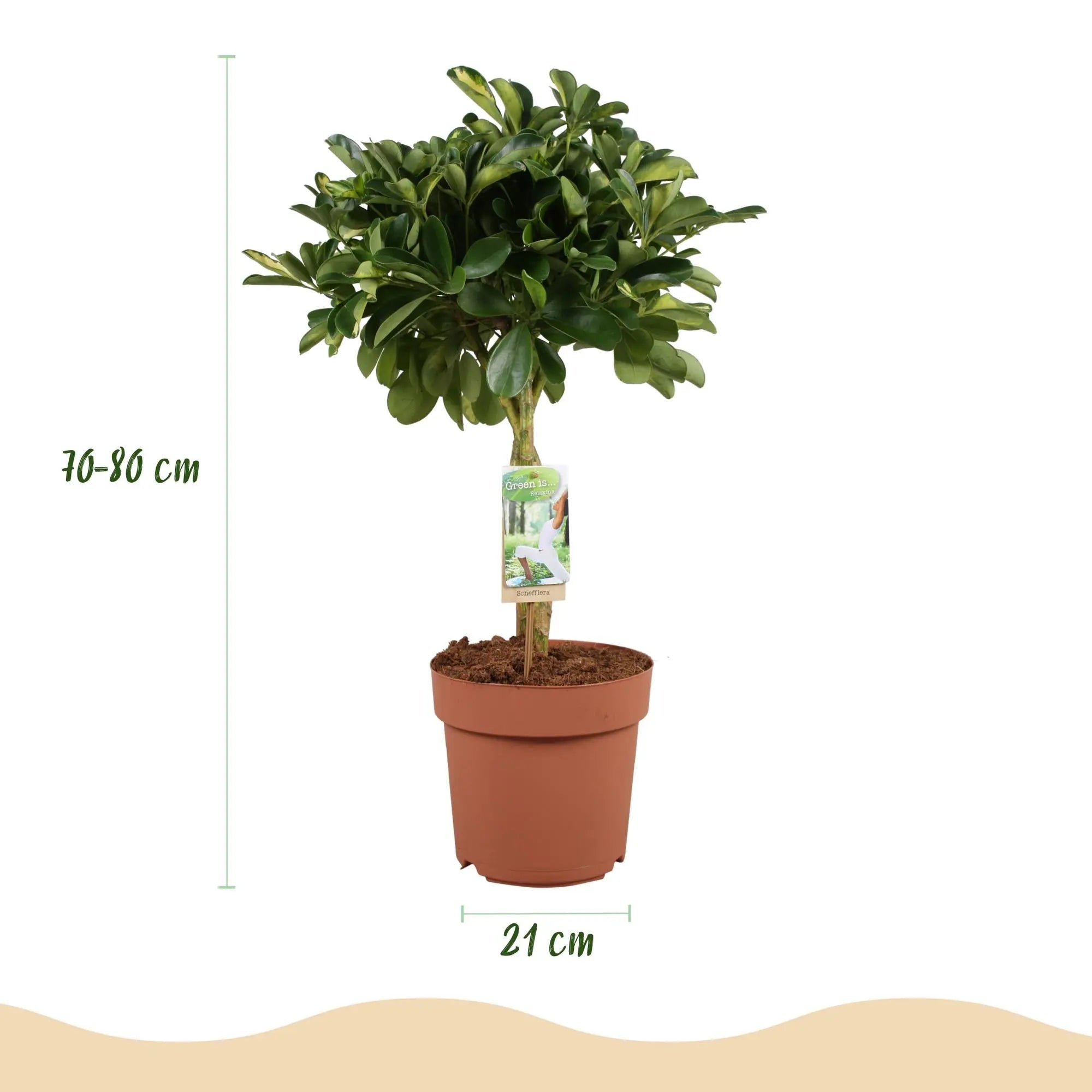 Green boutiQ | Schefflera Gold Capelle (Fingerbaum) im Weißen Topf – 70–81 cm Höhe 🌟 - ES+ Everspring