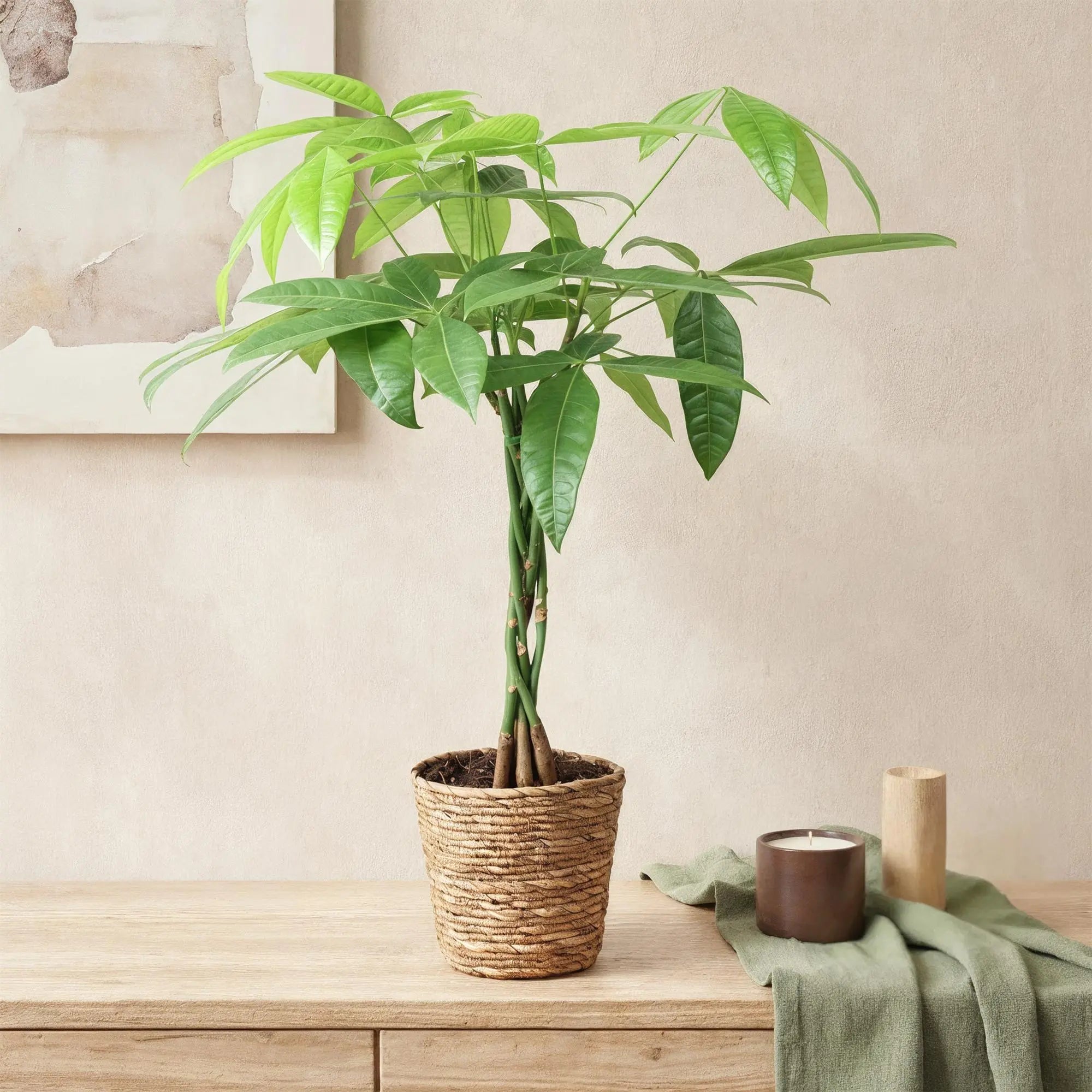 Green boutiQ | Pachira Aquatica (Geldbaum) im Style-Korb – Geflochtener Stamm & Wenig Pflege 💰🌿 - ES+ Everspring