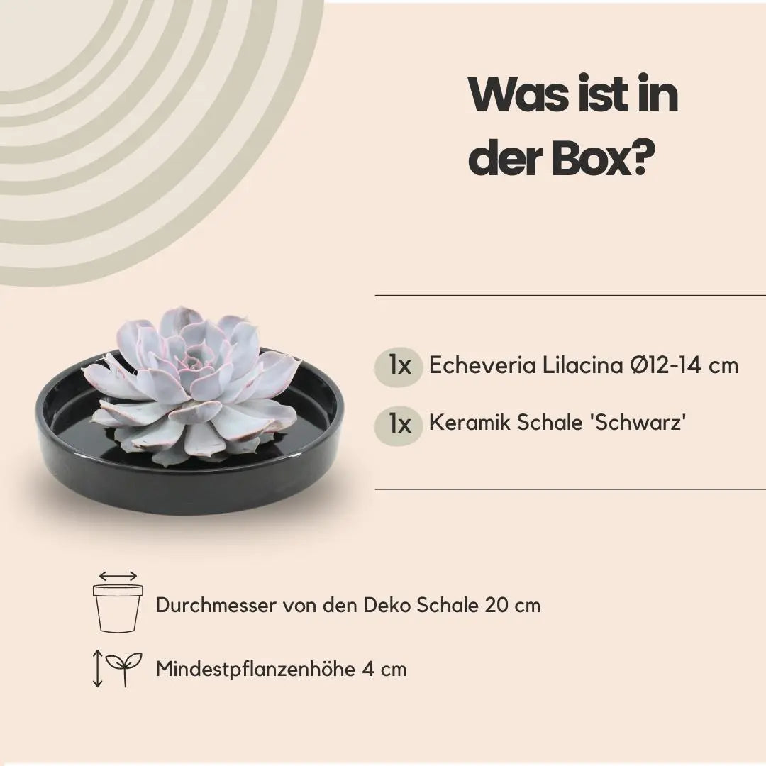 ROOTLESS Echeveria Lilacina im Premium-Set: Monatelange Freude ohne Gießen 🌸✨ - ES+ Everspring