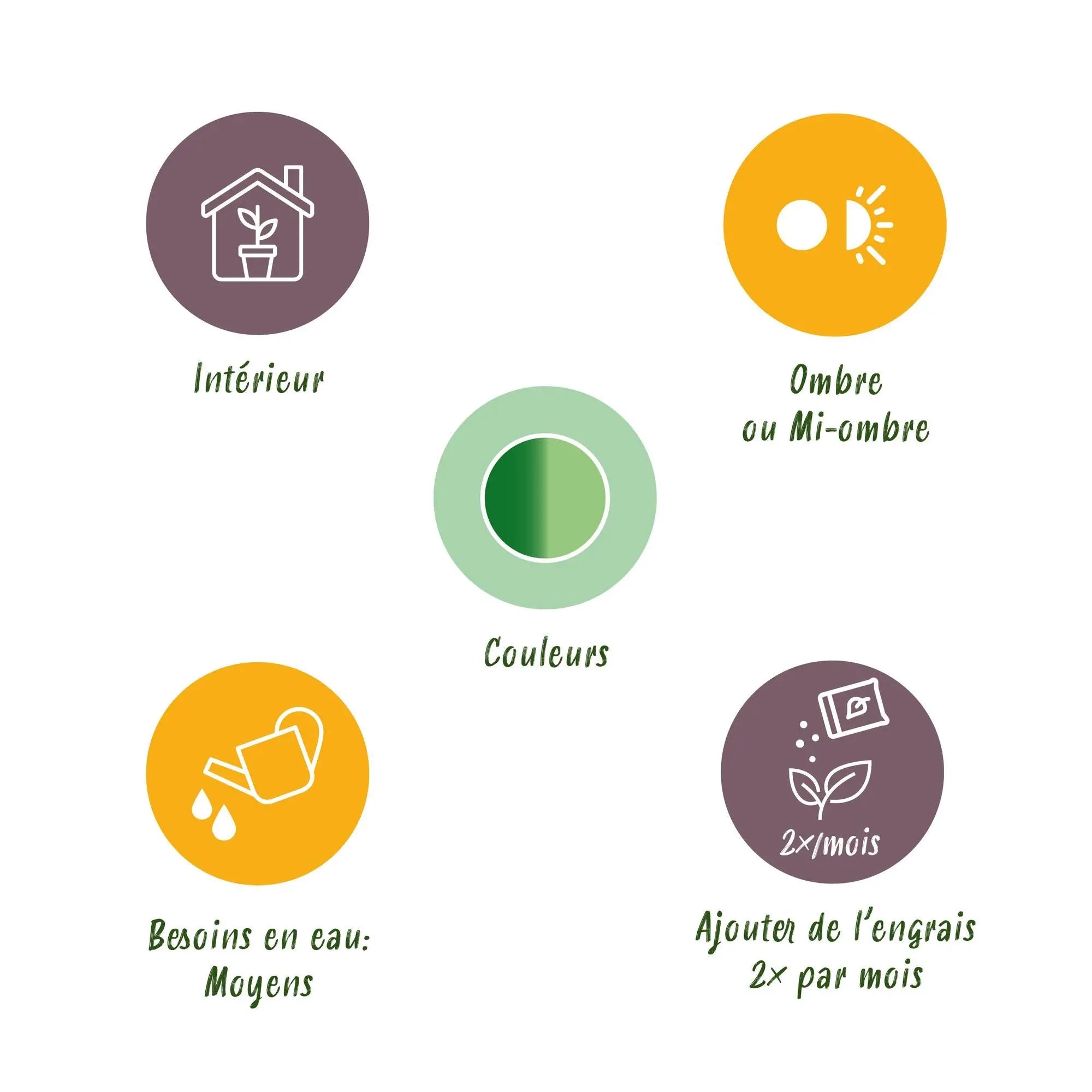 Green boutiQ | Dieffenbachia Camilla im Stil-Korb – Das Bunte Blätterwunder für Wenig Pflege 🌿🤍 - ES+ Everspring