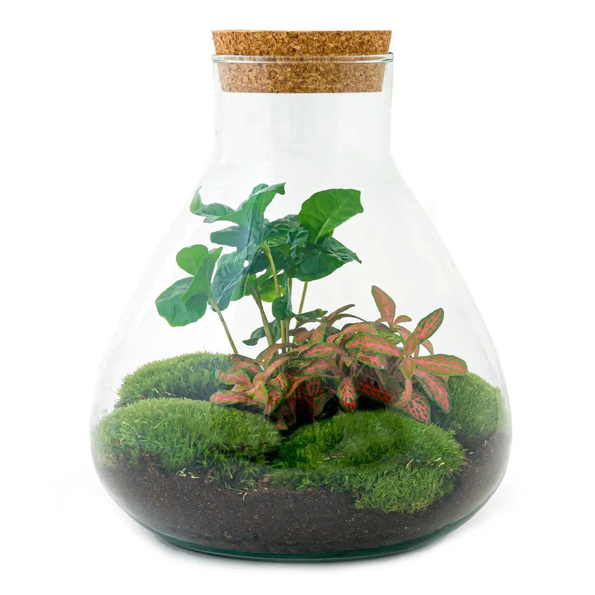 DIY Flaschengarten Set "Sammie Coffea" – Autarkes Mini-Ökosystem inkl. Werkzeug ☕🌱✨ - ES+ Everspring
