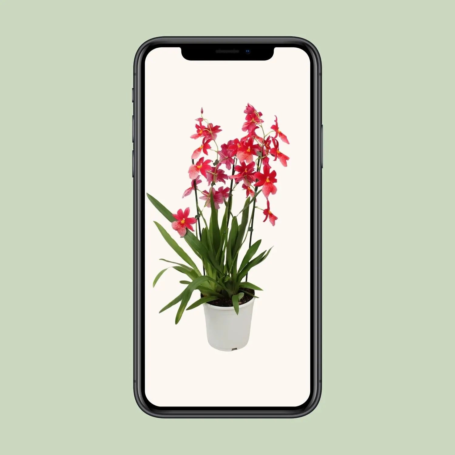 Cambria Orchidee 'Nelly Isler' – Exotische Blütenpracht für Ihr Zuhause 🌸✨ (Ø19cm | ↕70cm) - ES+ Everspring