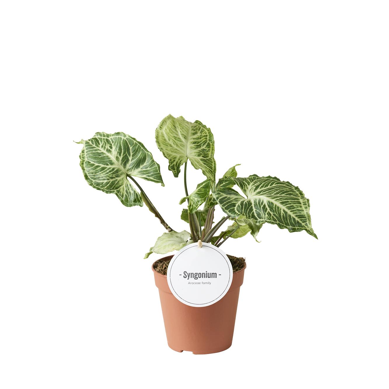 Syngonium Batik – Der exotische Purpfeil mit auffälliger Blattzeichnung 🌿🎨 - ES+