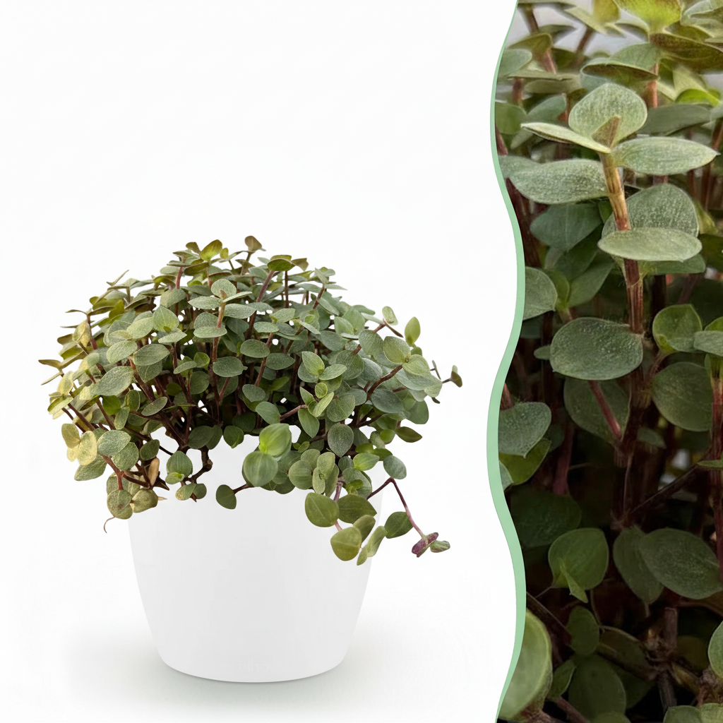 Calissia repens – Das Haustierfreundliche Katzengras im weißen Topf 🌿 - ES+