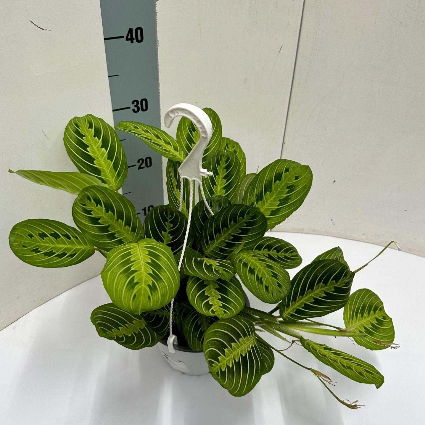 Maranta Leuconeura 'Fascinator' Lemon Lime – Die leuchtende Gebetspflanze als Hänge-Star 🍋💚 - ES+