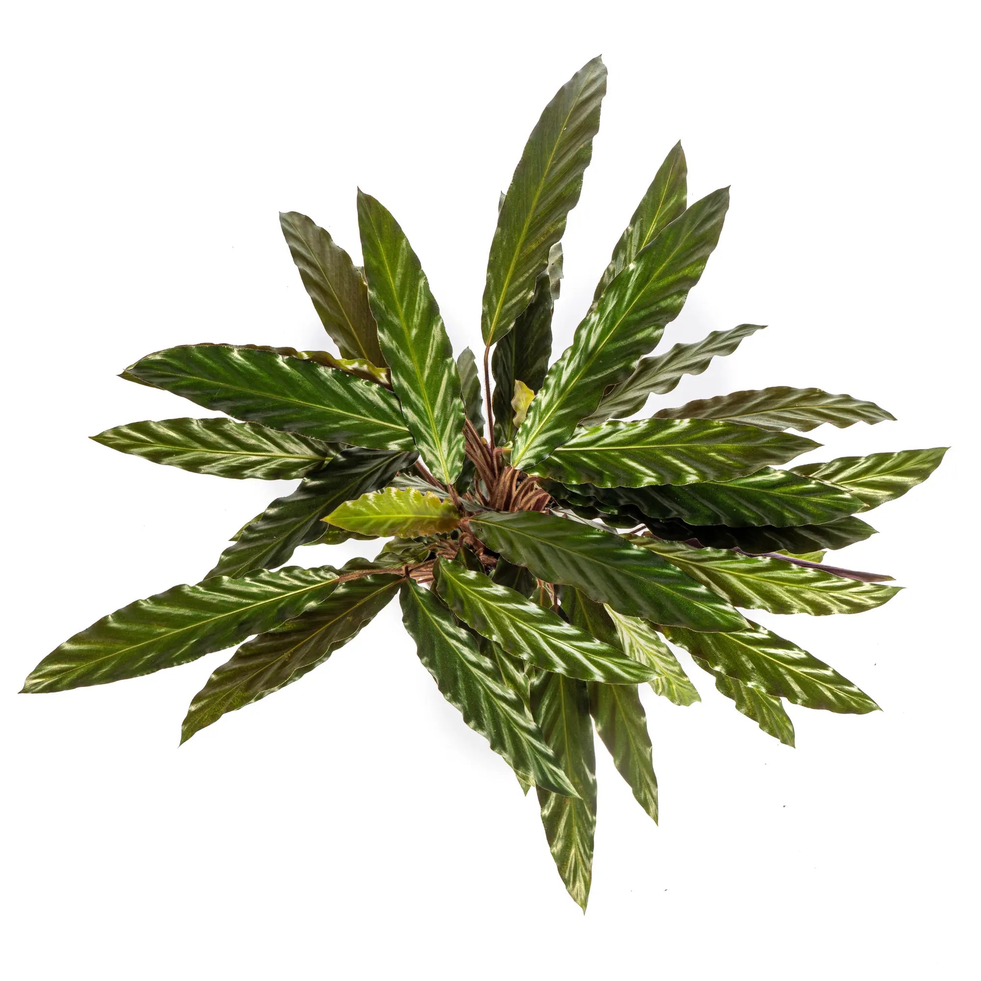 Calathea Rufibarba (Fuzzy Feathers) – Tropische Eleganz für Ihr Zuhause 🌿🧡 - ES+ Everspring
