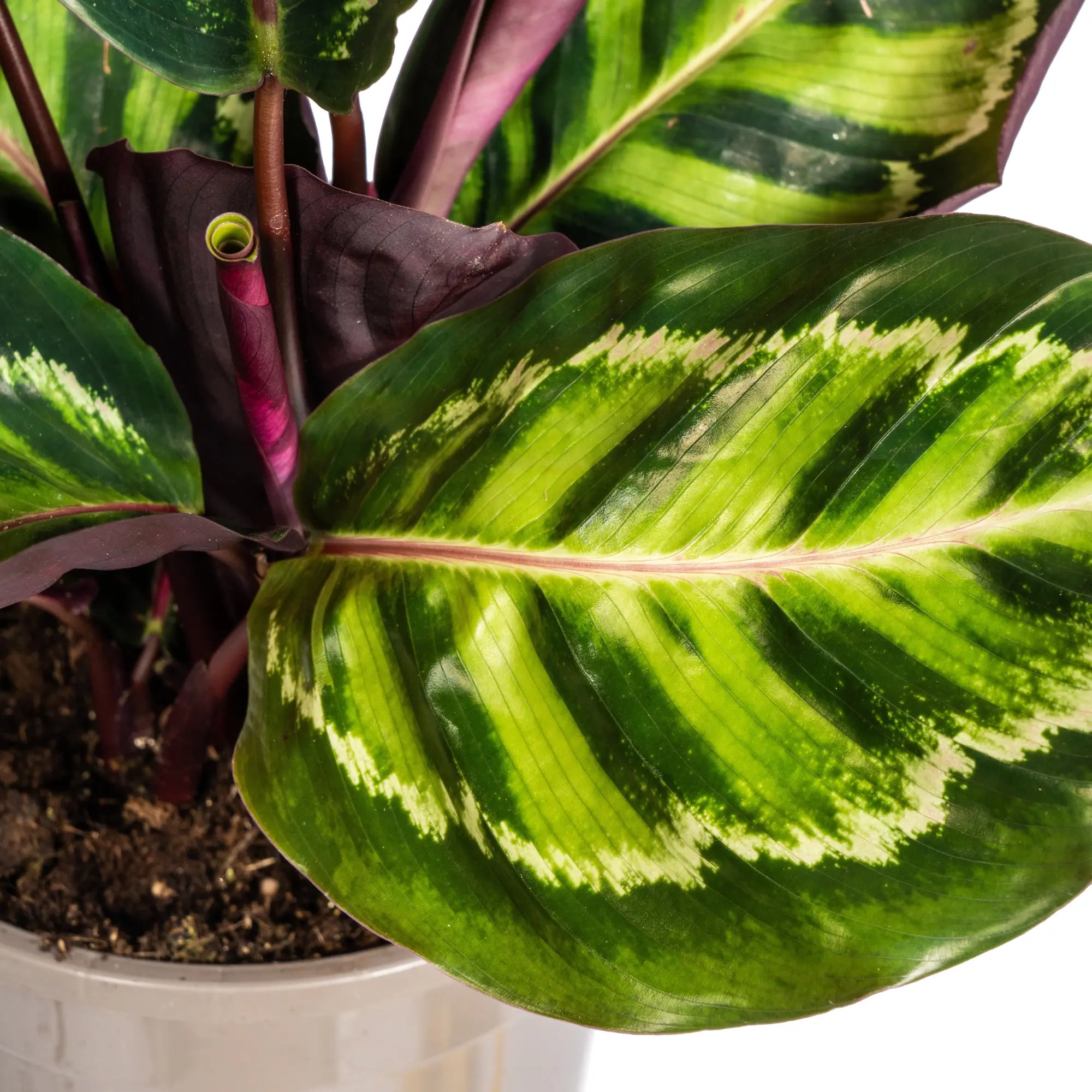 Calathea Roseopicta – Das lebendige Kunstwerk mit Pinken Akzenten 🌿💖 (Ø17cm | ↕40-50cm) - ES+ Everspring