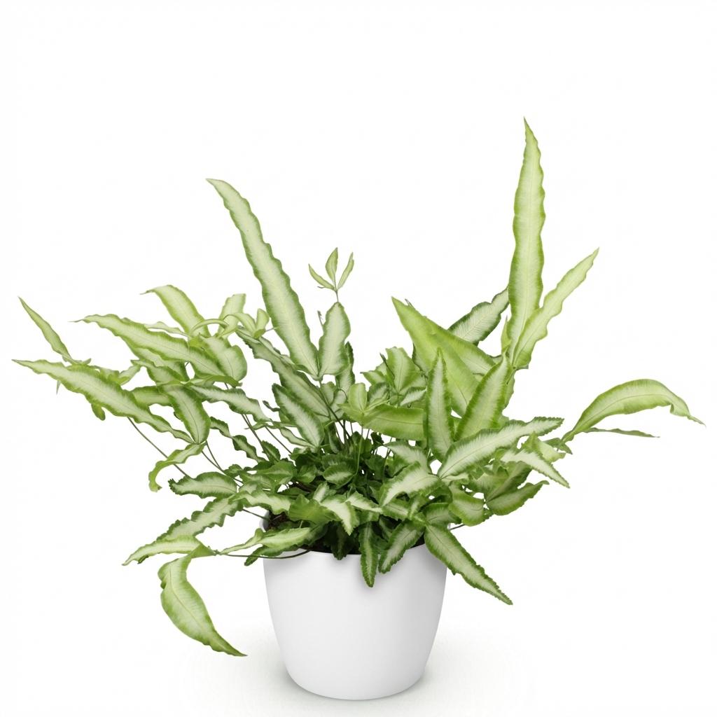 Pteris cretica 'Albolineata' – Der haustierfreundliche Streifen-Schwertfarn 🐾🌿 - ES+