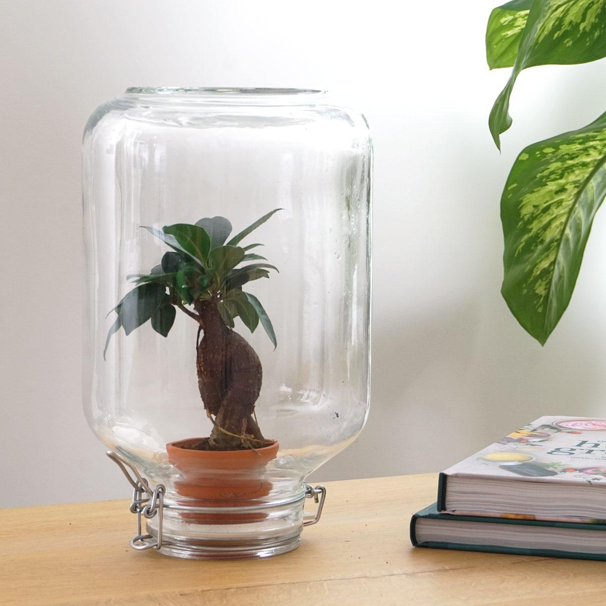 Die Revolution der Zimmerpflanzen: Easyplant Jar mit Ficus Ginseng Bonsai – Einmal gießen, ewig freuen! 🌳 - ES+