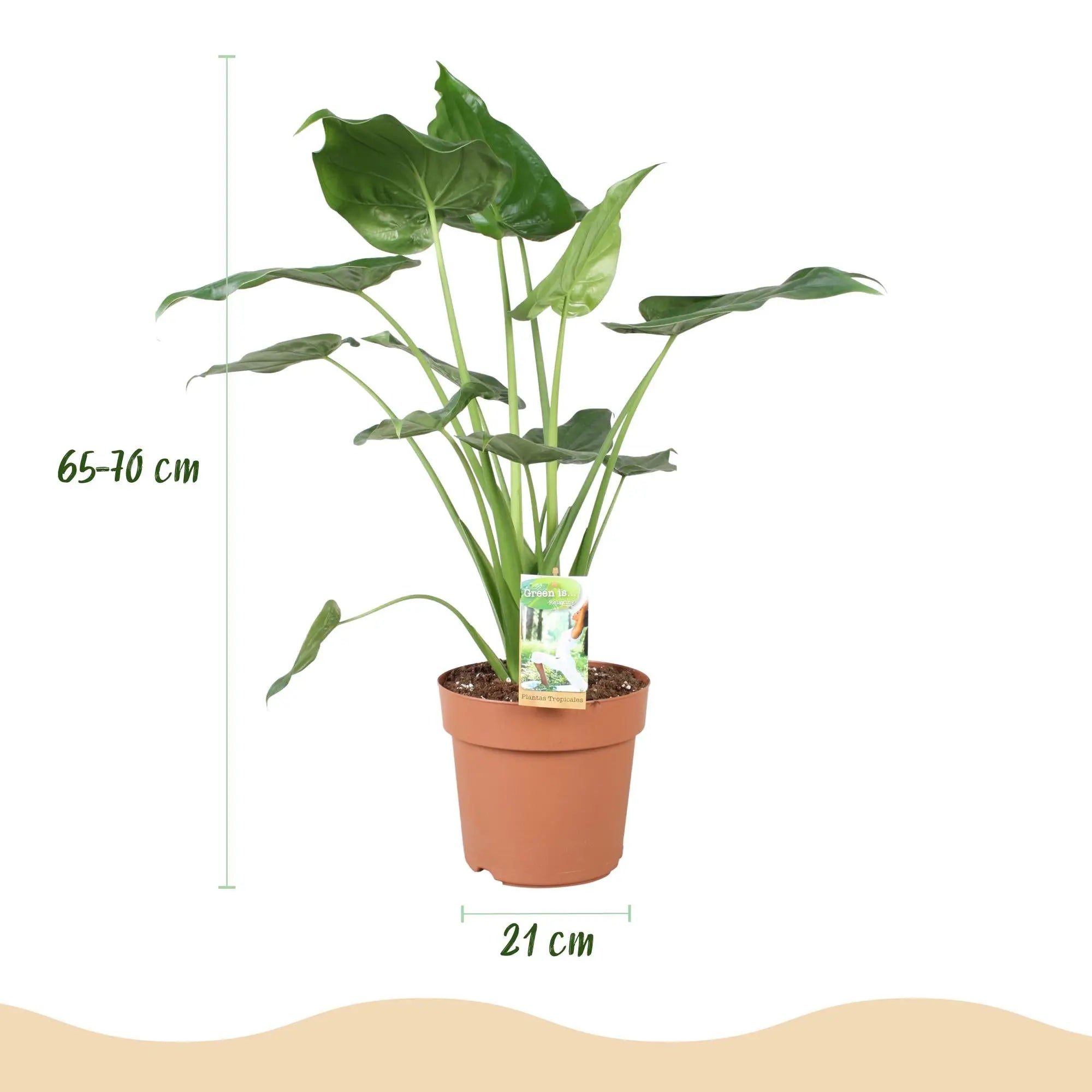 Green boutiQ | Alocasia Cucullata (Buddha-Hand) im Weißen Topf – Eleganz & Wenig Pflege 🌿🤍 - ES+ Everspring
