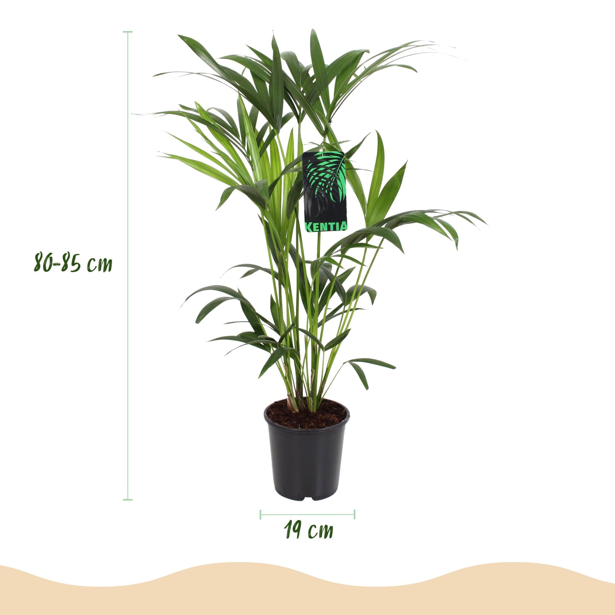 Green boutiQ Zimmerpflanze: Howea Forsteriana – Die elegante und pflegeleichte Kentia Palme🌴✨ - ES+
