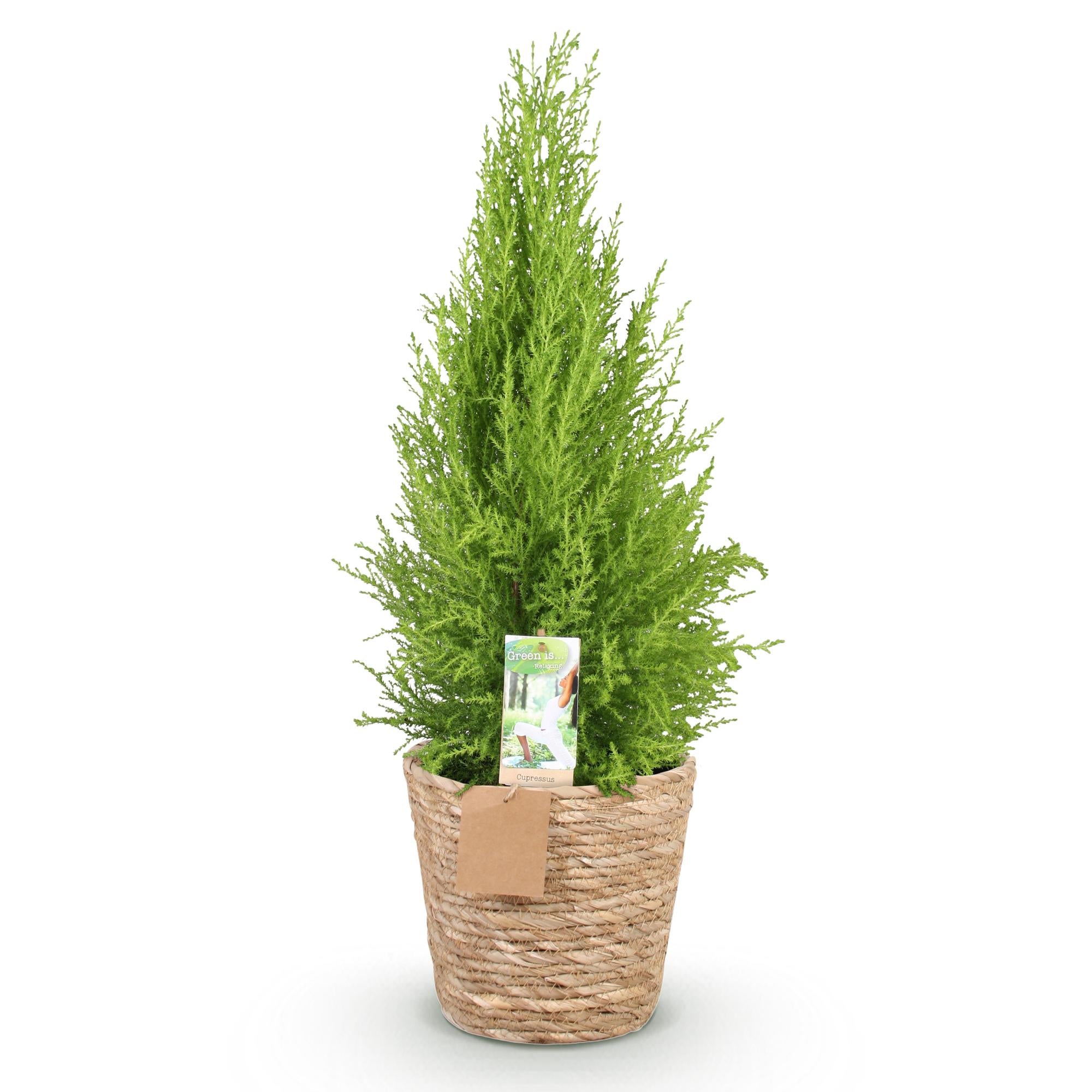 Green boutiQ Zimmerpflanze: Cupressus 'Gold Crest Wilma' – Der duftende Pflege-Liebling ✨ - ES+