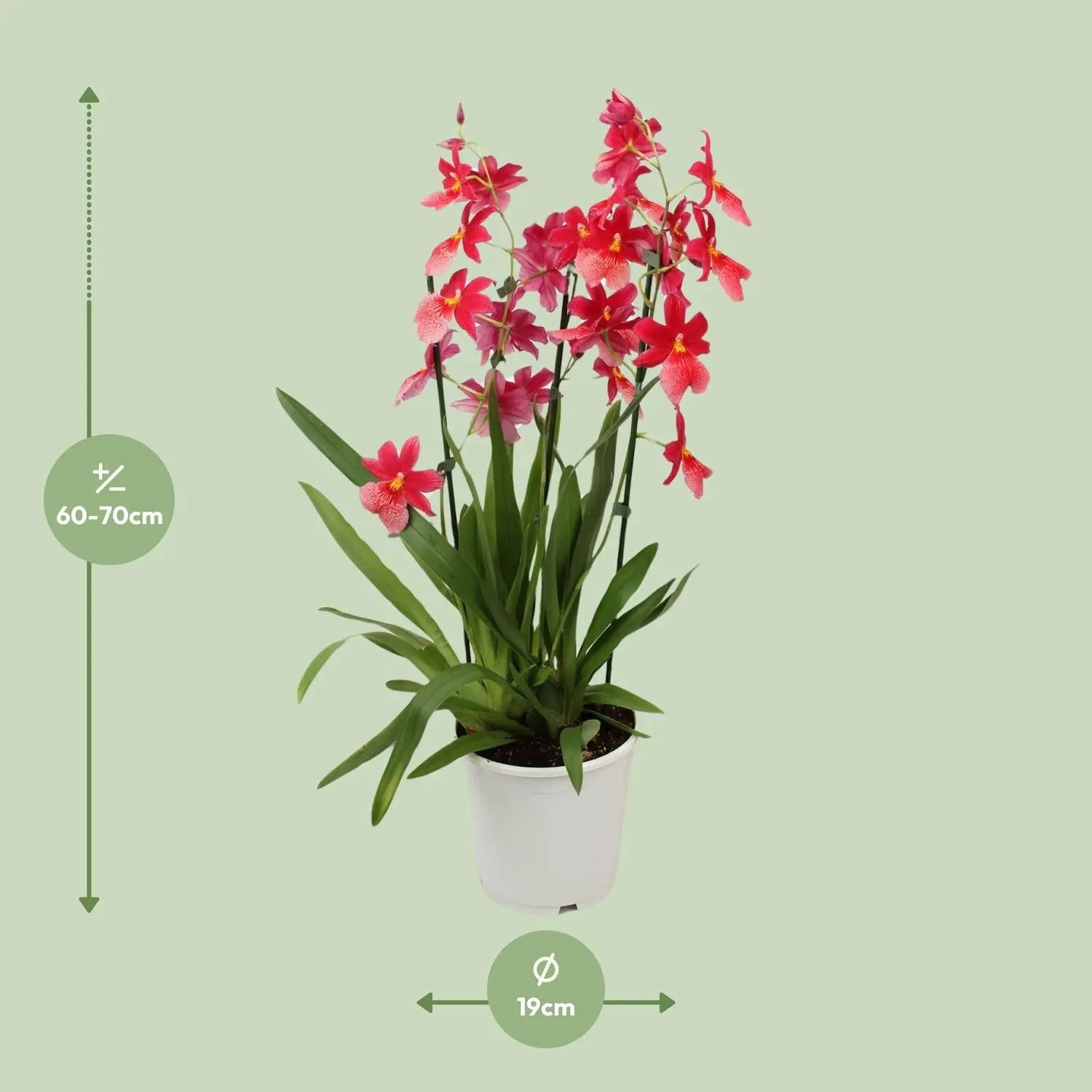 Cambria Orchidee 'Nelly Isler' – Exotische Blütenpracht für Ihr Zuhause 🌸✨ (Ø19cm | ↕70cm) - ES+ Everspring