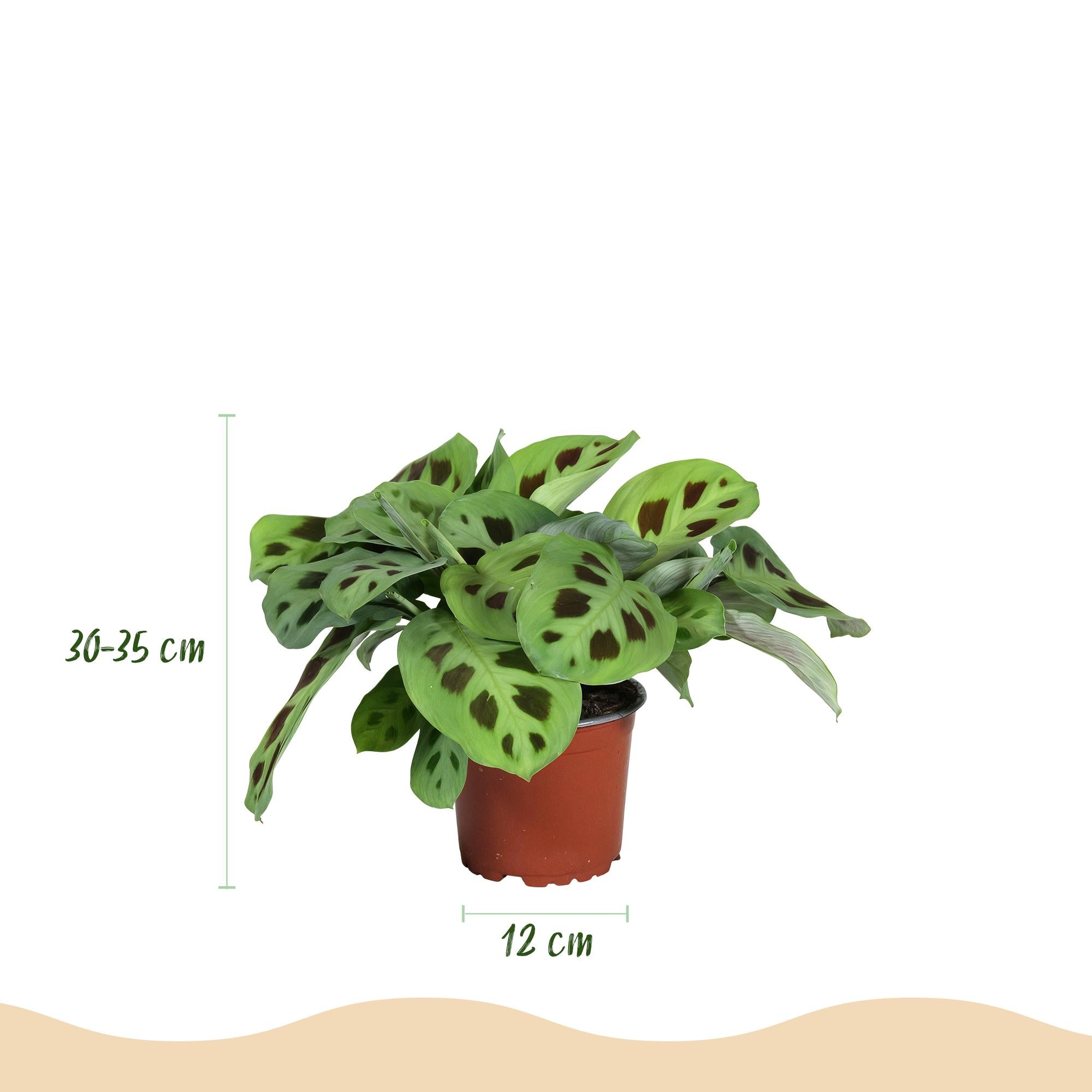 Green boutiQ | Maranta Fascinator Kerchoveana – Die Echte Zebrapflanze 🦓 - ES+