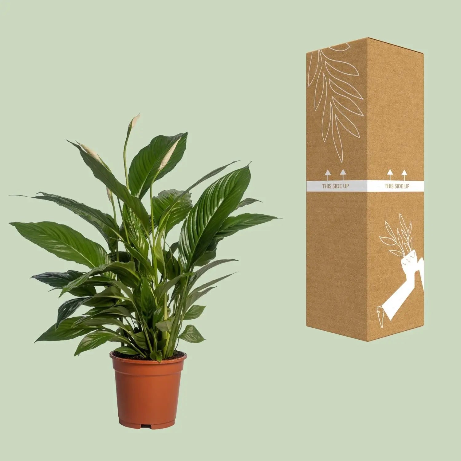 Spathiphyllum Vivaldi (Friedenslilie) – Eleganter Luftreiniger für Ihr Zuhause 🌿🕊️ - ES+ Everspring