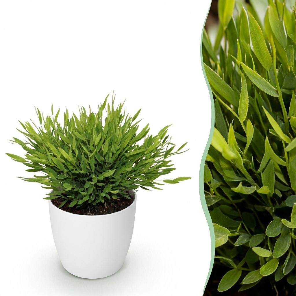 Pogonatherum Monica – Das haustierfreundliche Bambusgras im weißen Potter&nbsp;🐾🎋 - ES+