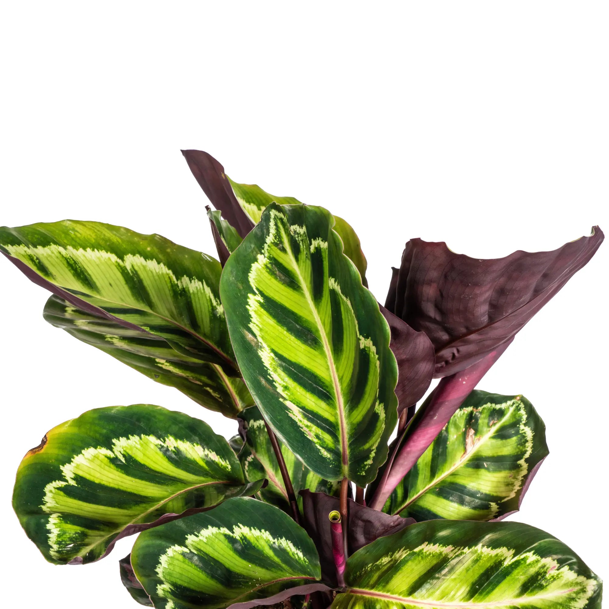 Calathea Roseopicta – Das lebendige Kunstwerk mit Pinken Akzenten 🌿💖 (Ø17cm | ↕40-50cm) - ES+ Everspring