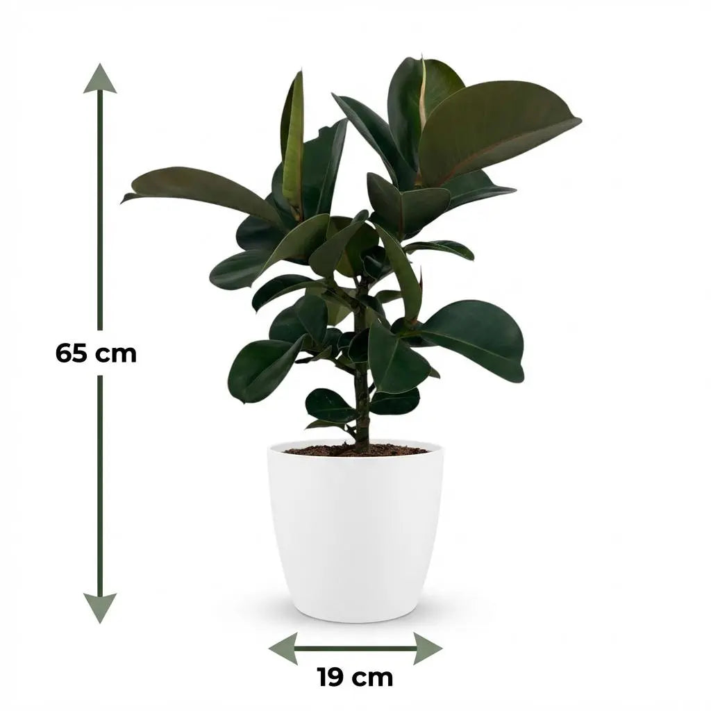 Green boutiQ | Gummibaum Ficus Elastica Cloe im weißen Ziertopf – Der robuste Luftreiniger 🌿🤍 - ES+ Everspring