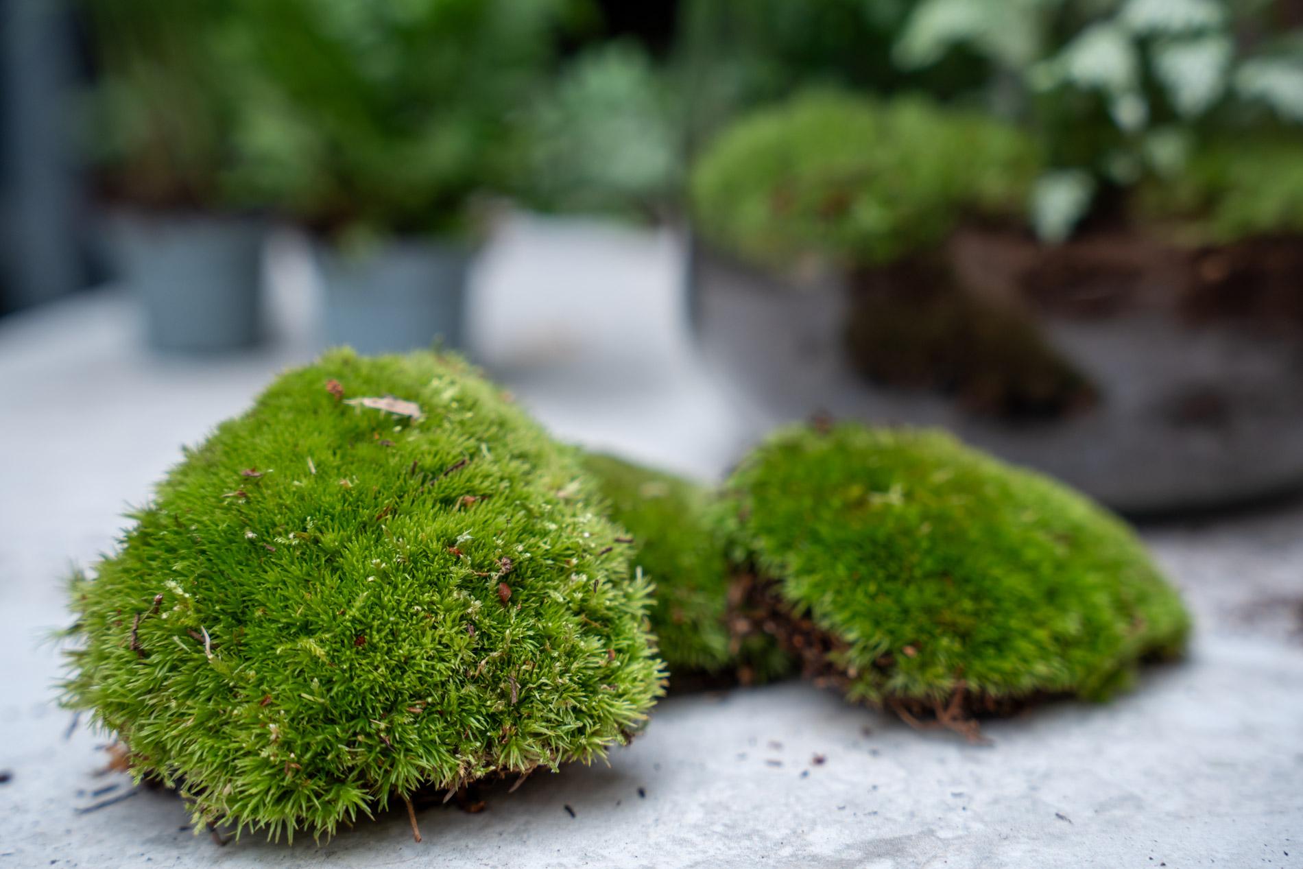 Spathiphyllum (Friedenslilie) – Eleganter Luftreiniger für Ihr Zuhause 🌿🕊️ - ES+