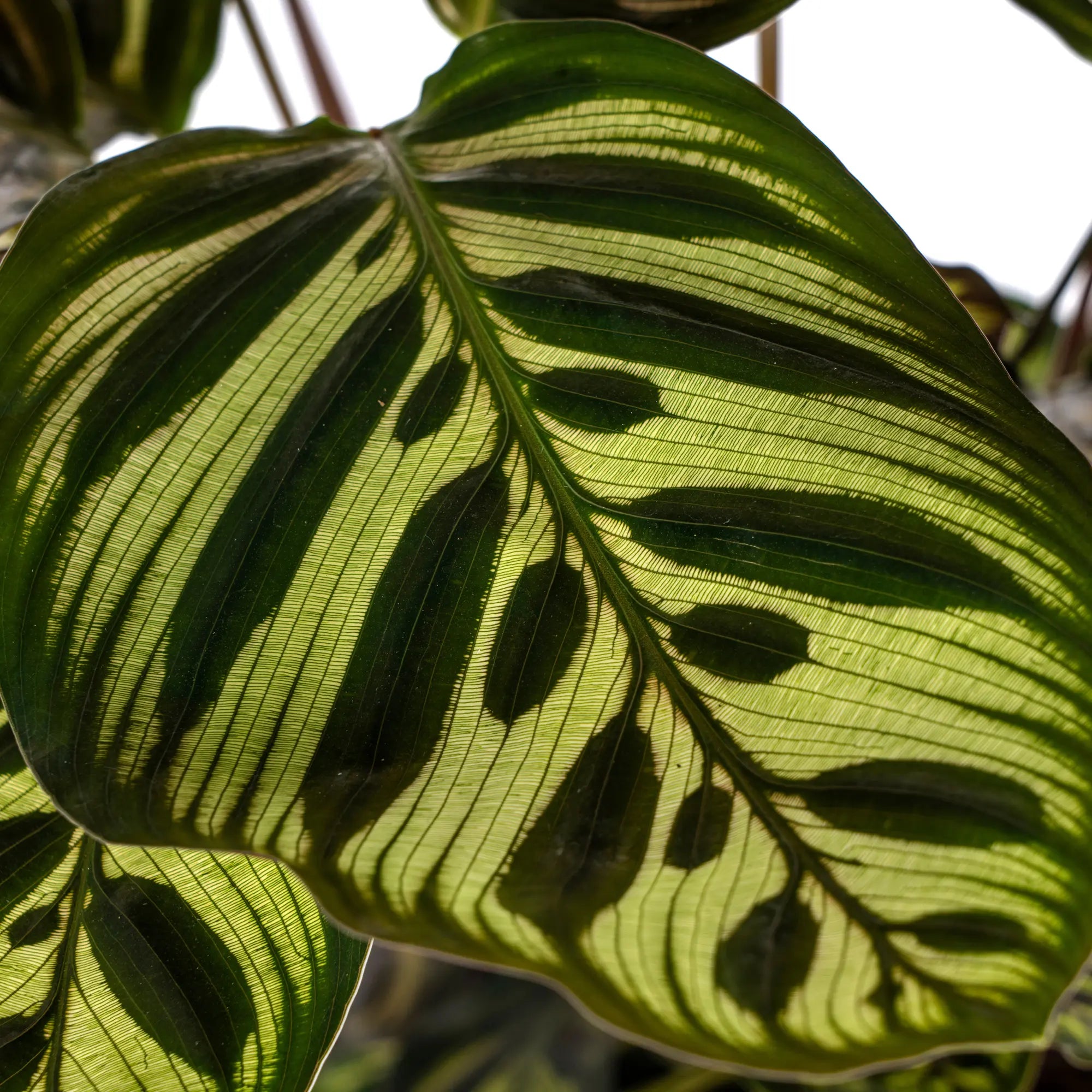 Calathea Makoyana (Pfauenpflanze) – Das lebendige Kunstwerk für Ihr Zuhause 🌿💖 (Ø17cm | ↕40 – 50cm) - ES+ Everspring