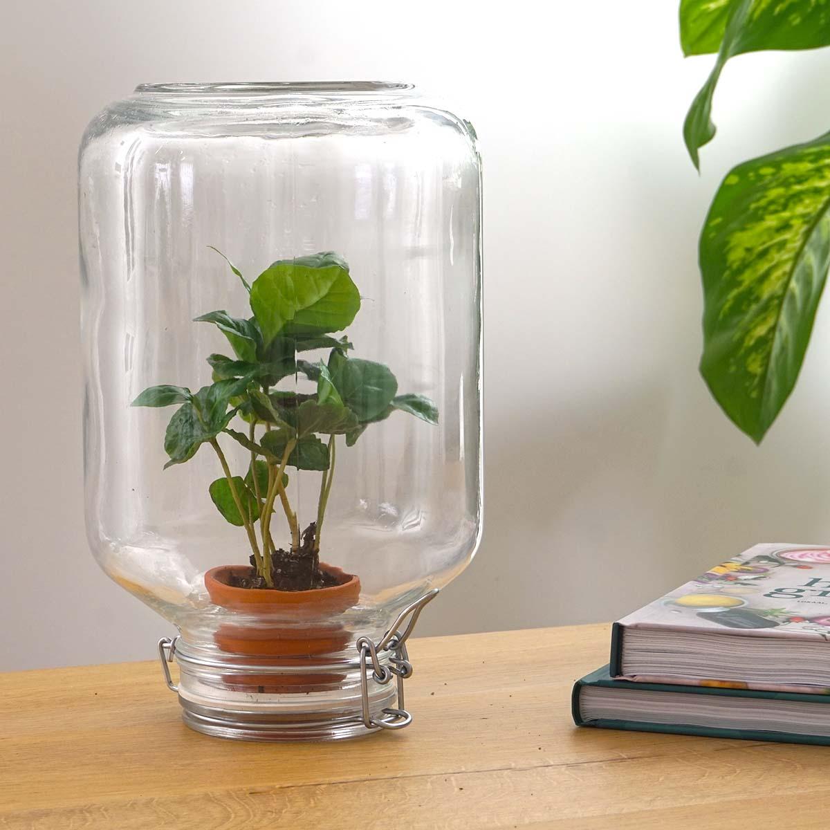Die Revolution der Zimmerpflanzen: Easyplant Jar mit Coffea Arabica – Einmal gießen, ewig freuen! ☕🌿 - ES+