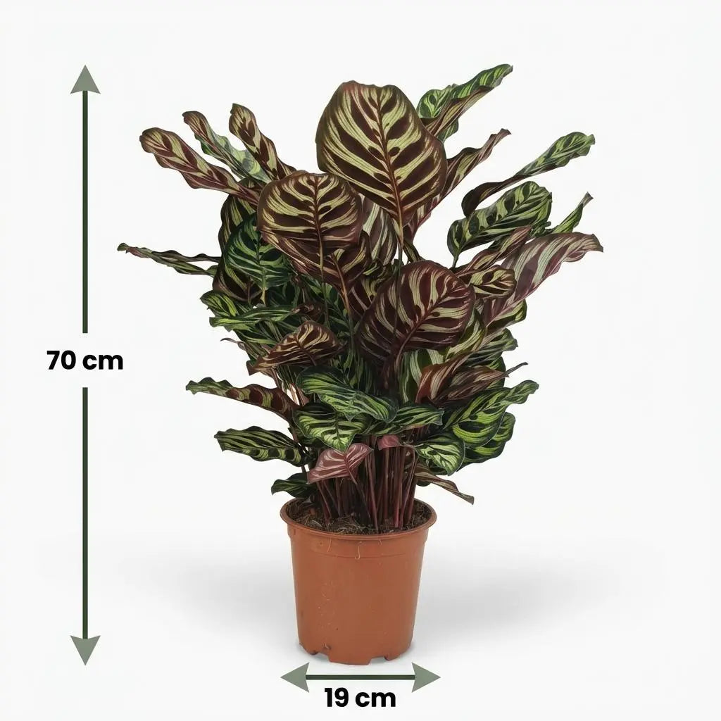 Green boutiQ | Pfauen-Korbmarante Calathea Makoyana – Exotischer Blickfang 🌿💜 - ES+ Everspring