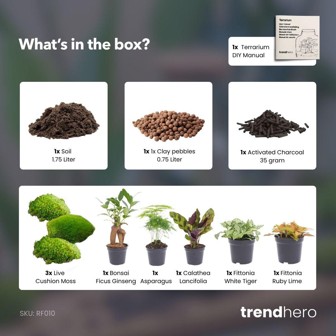 Neustart für Ihr Mini-Biotop: Terrarium Nachfüll- &amp; Starter-Set mit 5 Pflanzen (Größe L/XL) 🌿🎁 - ES+