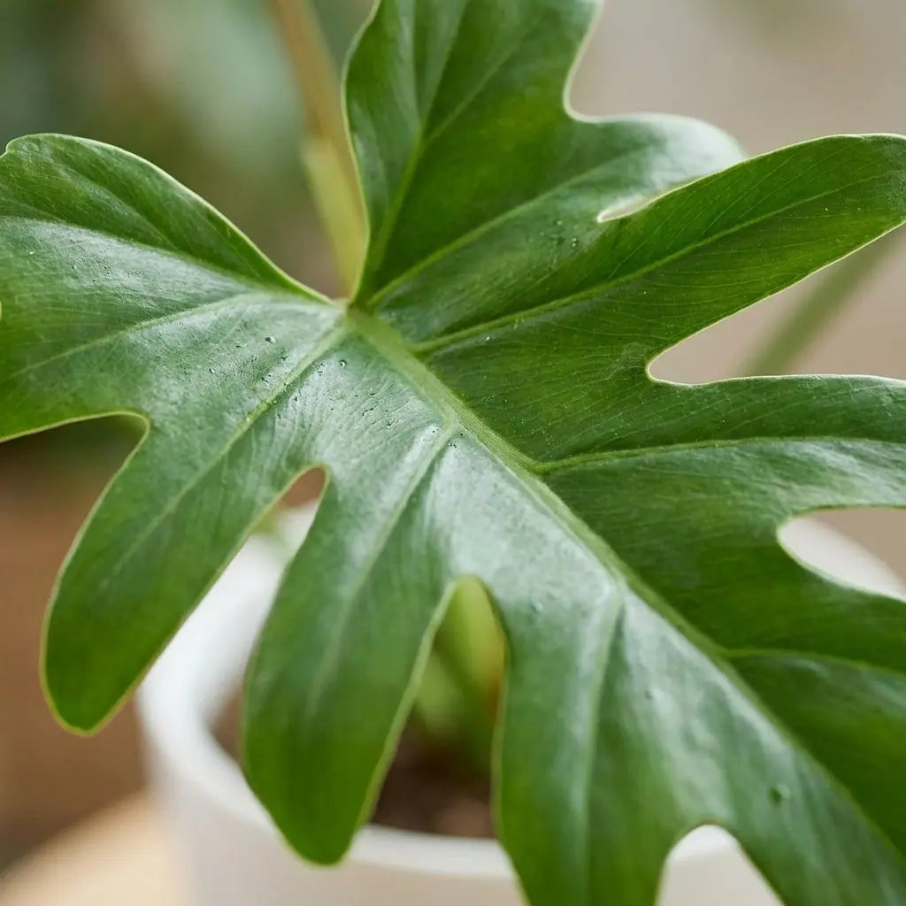 Green boutiQ | Philodendron Lacerum im Weißen Übertopf – Tropisches Statement &amp; Extrem Pflegeleicht 🌴💚 - ES+ Everspring
