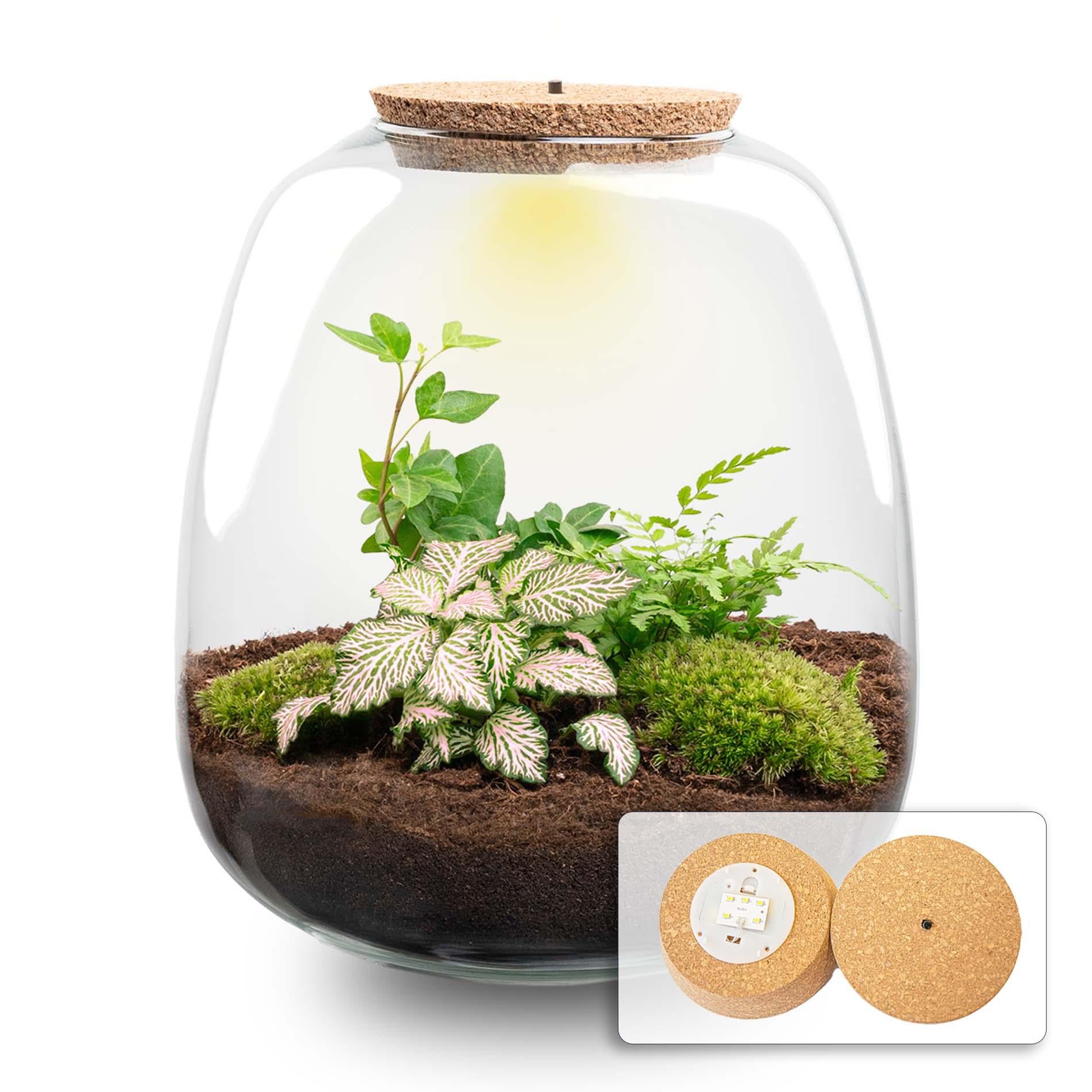 Pflanzen Terrarium DIY-Set 'Emma Hedera Pink' – Dein autarkes Mini-Ökosystem mit LED-Licht  🌸 - ES+