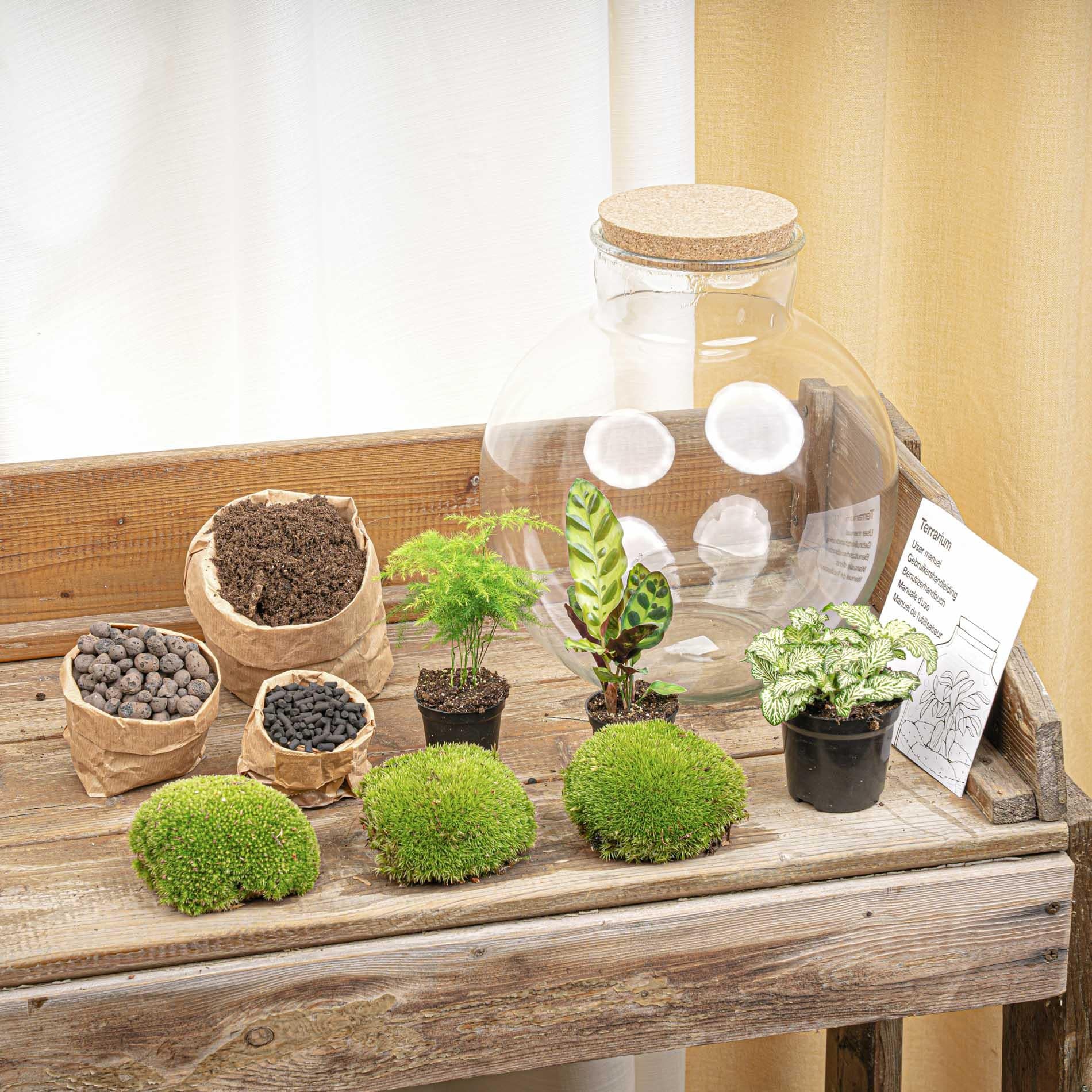Leuchtendes Mini-Biotop: DIY Flaschengarten-Set „Bolder Bob“ mit LED-Korken ✨🌳 - ES+