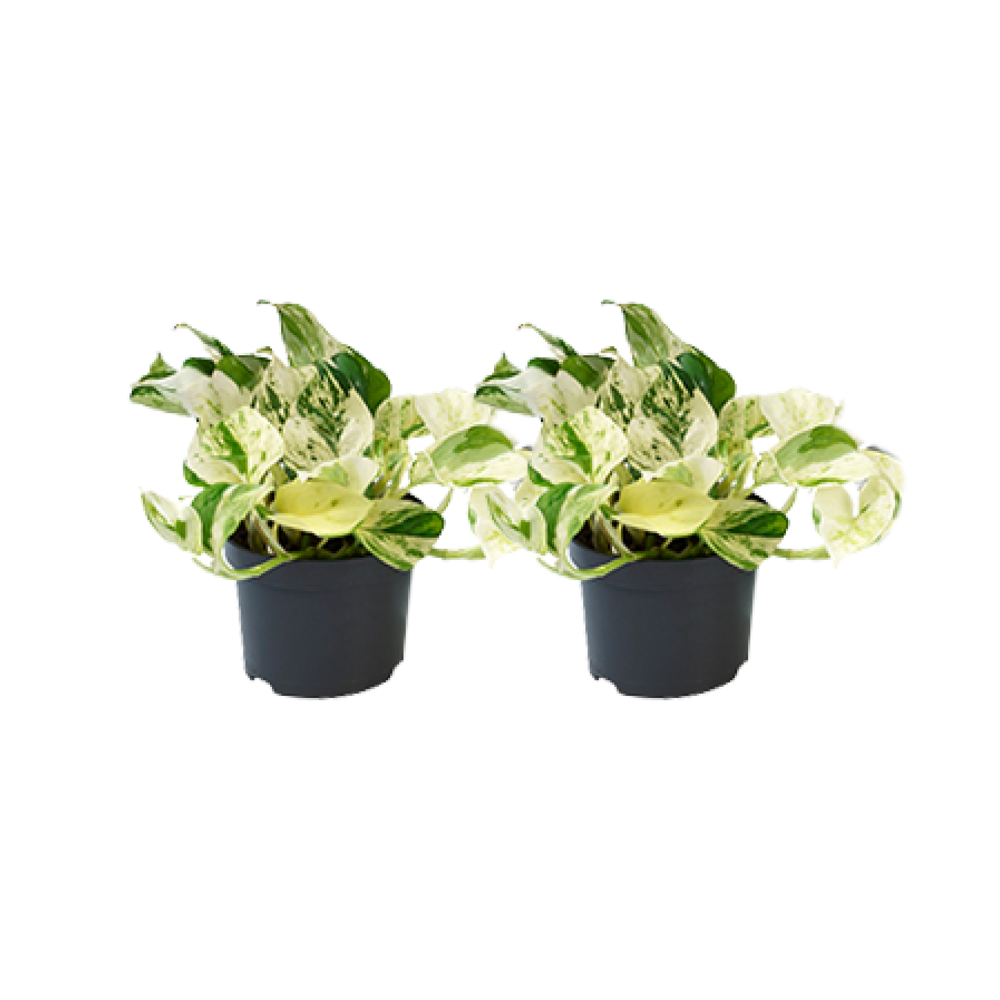 Epipremnum 'Happy Leaf' – Das fröhliche 2er Set der Bunten Efeutute  🤍 - ES+