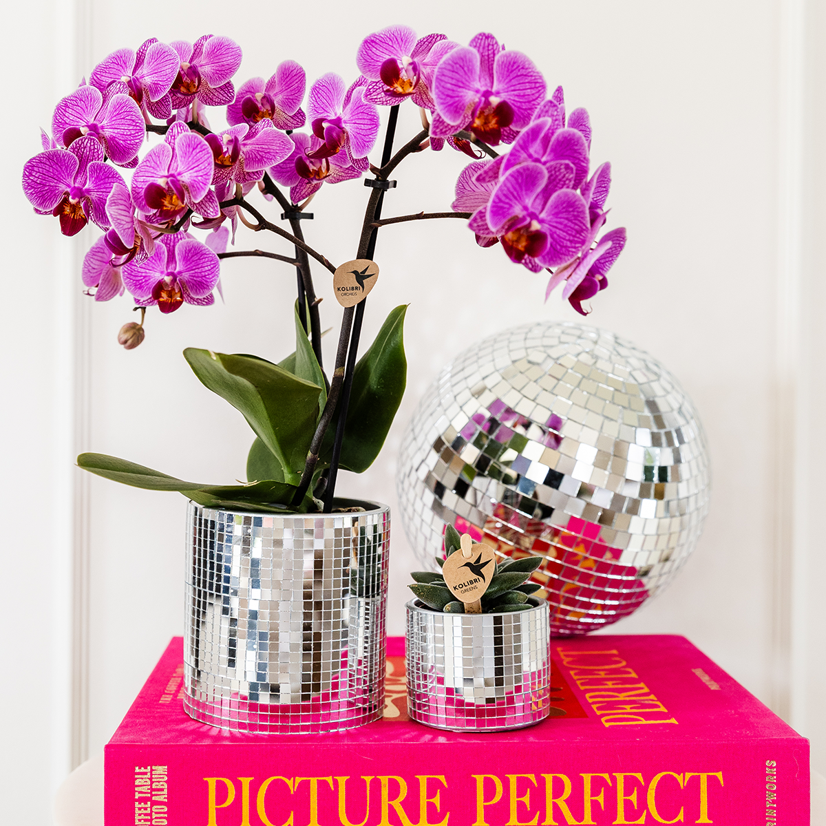 Kolibri Company | Disco Pflanzenset: Violette Vienna Orchidee & Sukkulente im Glanz-Set ✨💜 - ES+
