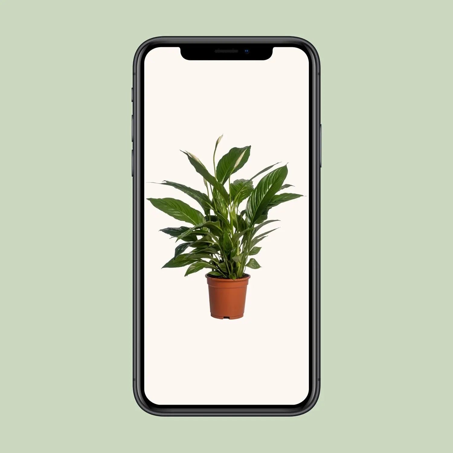 Spathiphyllum Vivaldi (Friedenslilie) – Eleganter Luftreiniger für Ihr Zuhause 🌿🕊️ - ES+ Everspring