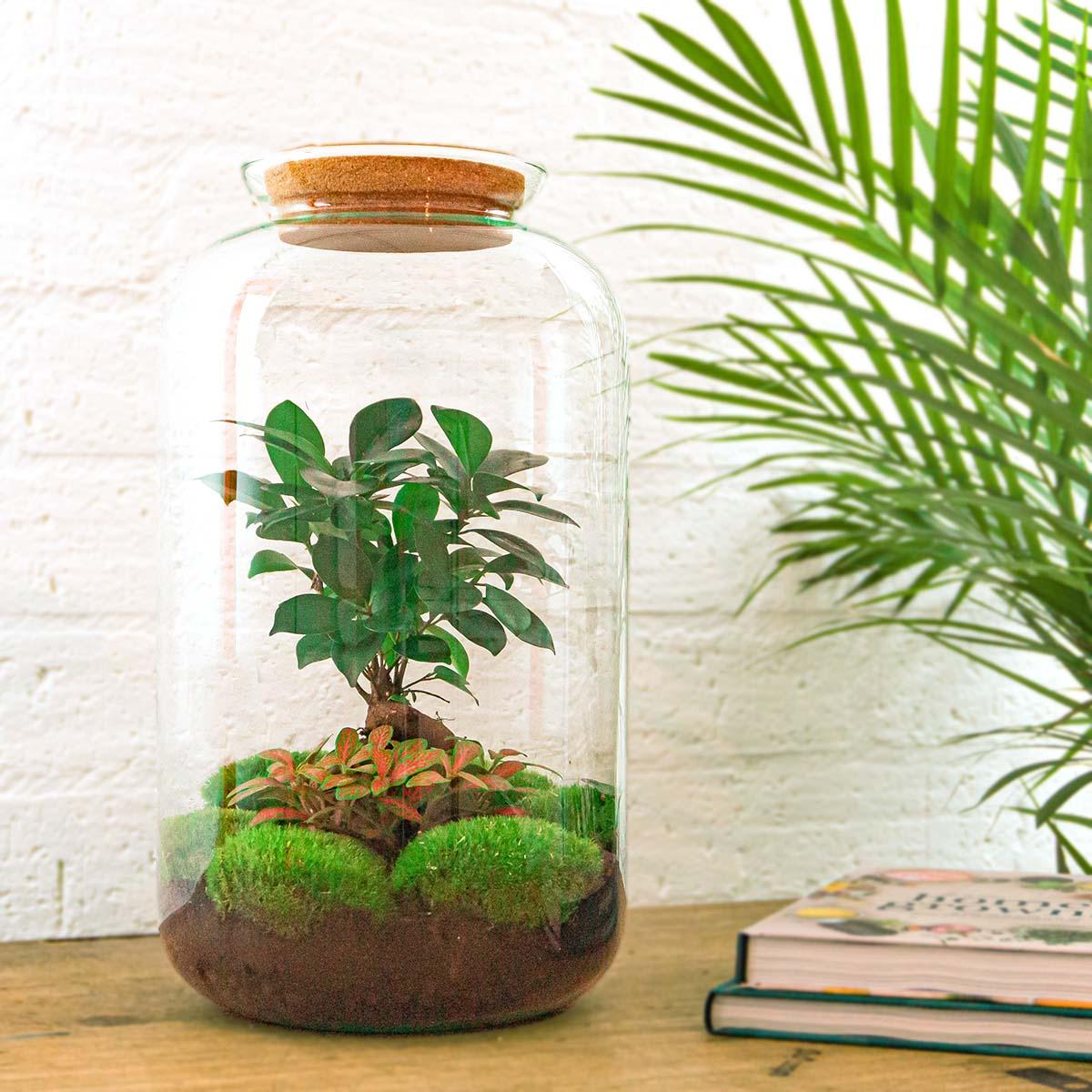 Flaschengarten DIY Set 'Sven Bonsai' – Dein autarkes Biotop mit Profi-Werkzeug 🌳🛠️ - ES+