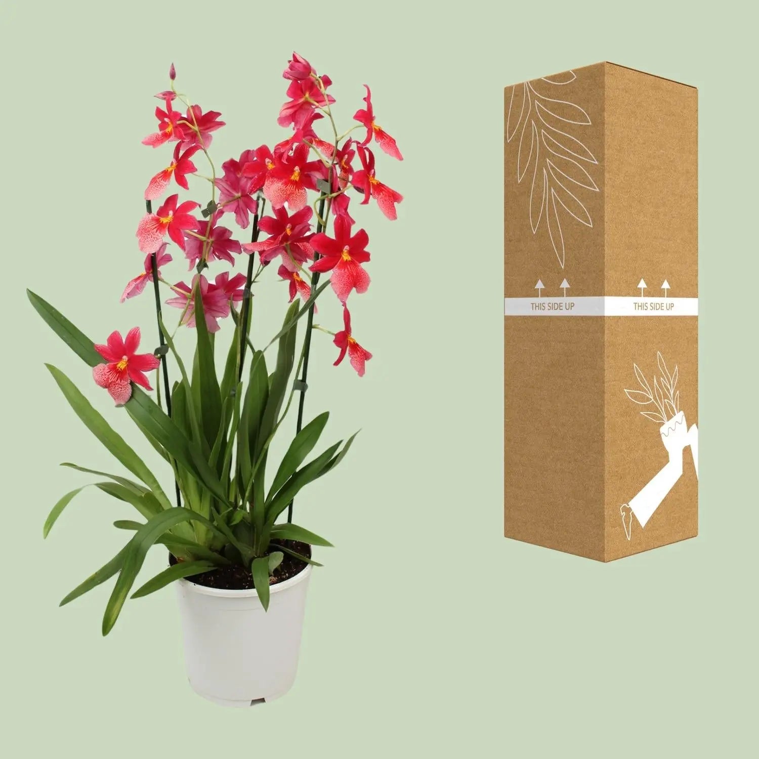 Cambria Orchidee 'Nelly Isler' – Exotische Blütenpracht für Ihr Zuhause 🌸✨ (Ø19cm | ↕70cm) - ES+ Everspring