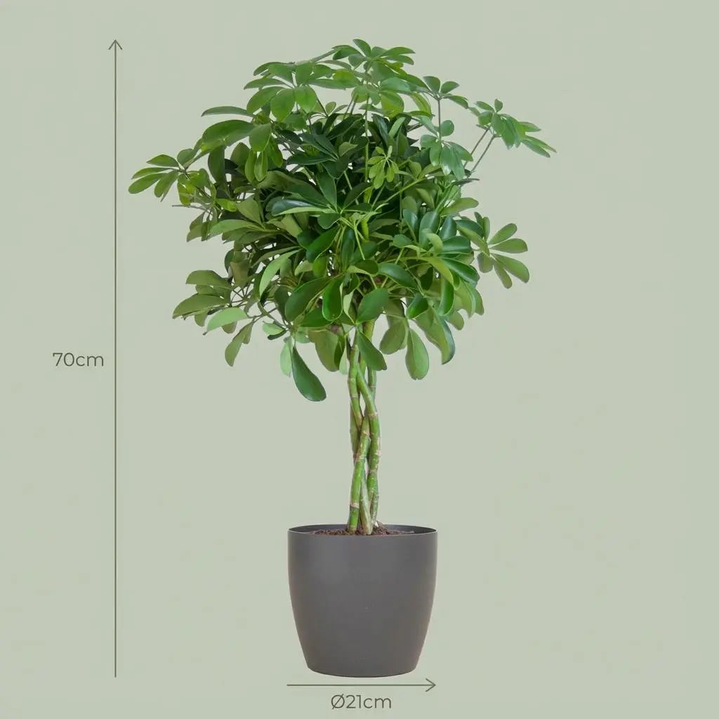 Schefflera Arboricola 'Nora' (Fingerpflanze) im Bio-Design-Topf – 70 cm 🌿🖐️ - ES+ Everspring