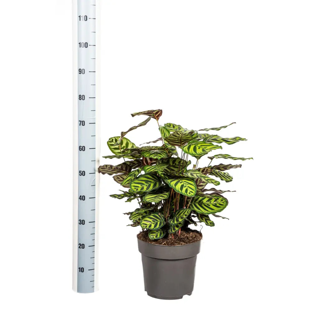 Calathea Makoyana (Pfauenpflanze) – Majestätischer Blattschmuck für Ihr Zuhause 🌿✨ (Ø27cm | ↕60-80cm) - ES+ Everspring