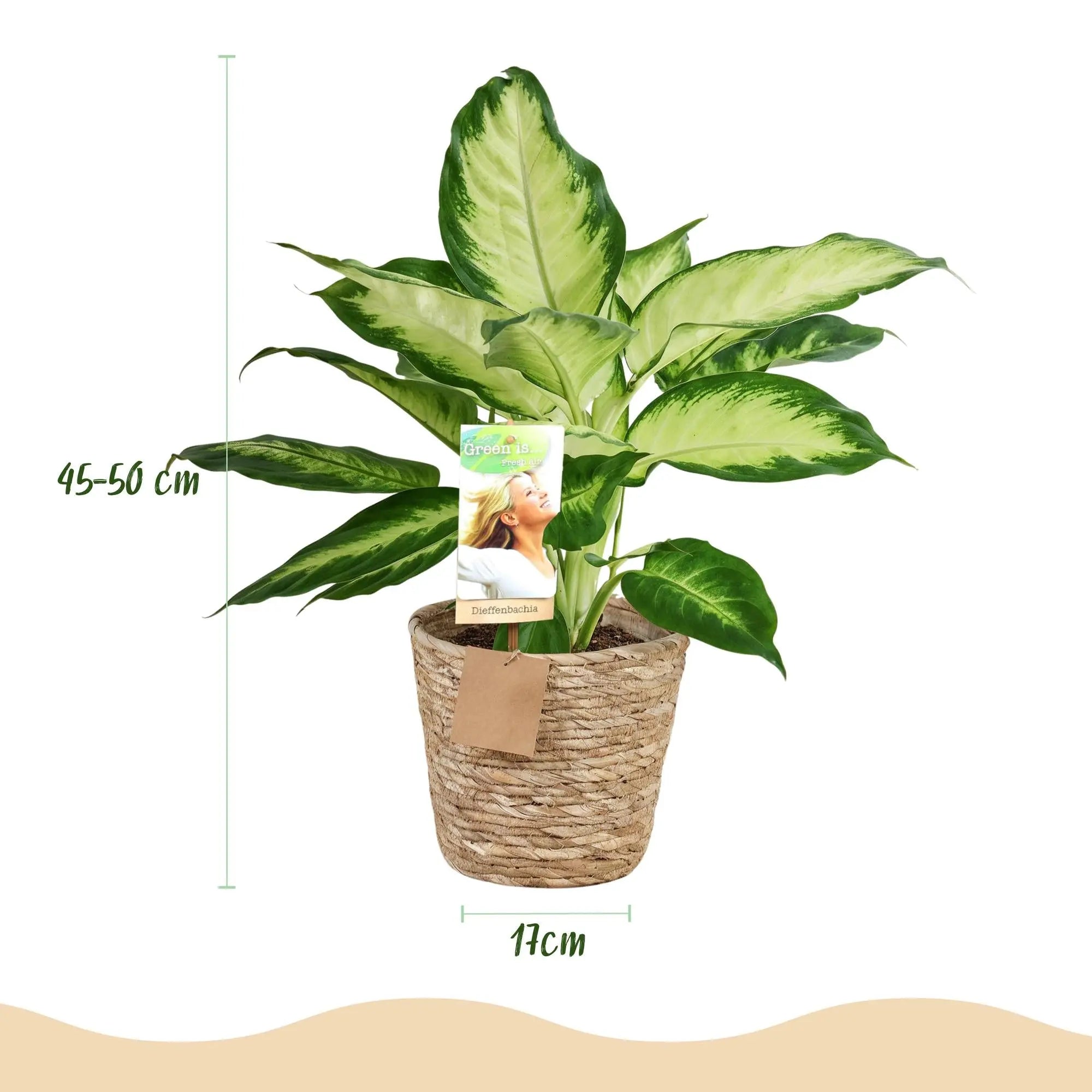 Green boutiQ | Dieffenbachia Camilla im Stil-Korb – Das Bunte Blätterwunder für Wenig Pflege 🌿🤍 - ES+ Everspring