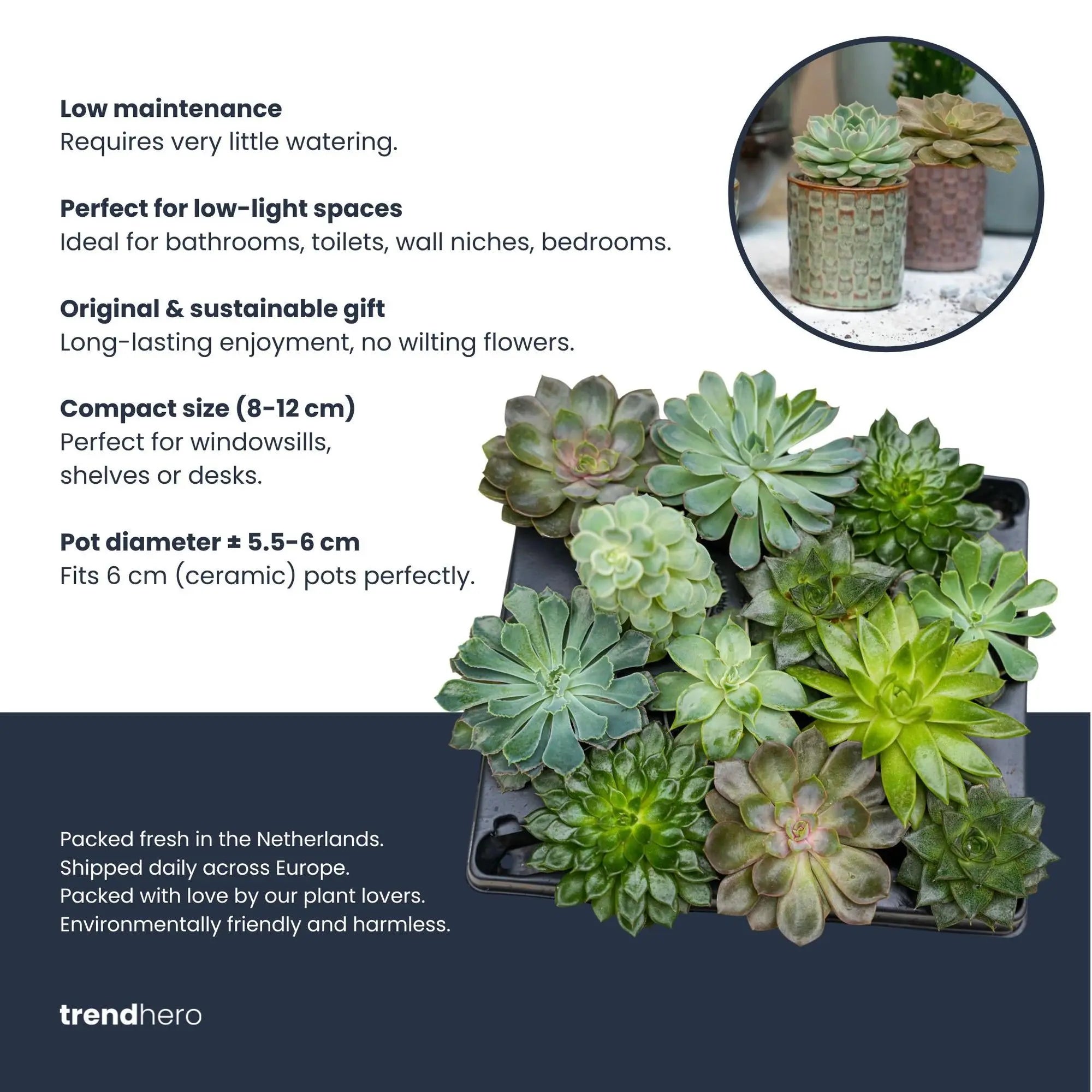Succulenten Mix Set (12 Stück) – Stilvolle Vielfalt &amp; Einfache Pflege für Zuhause & Büro 🌵✨ - ES+ Everspring