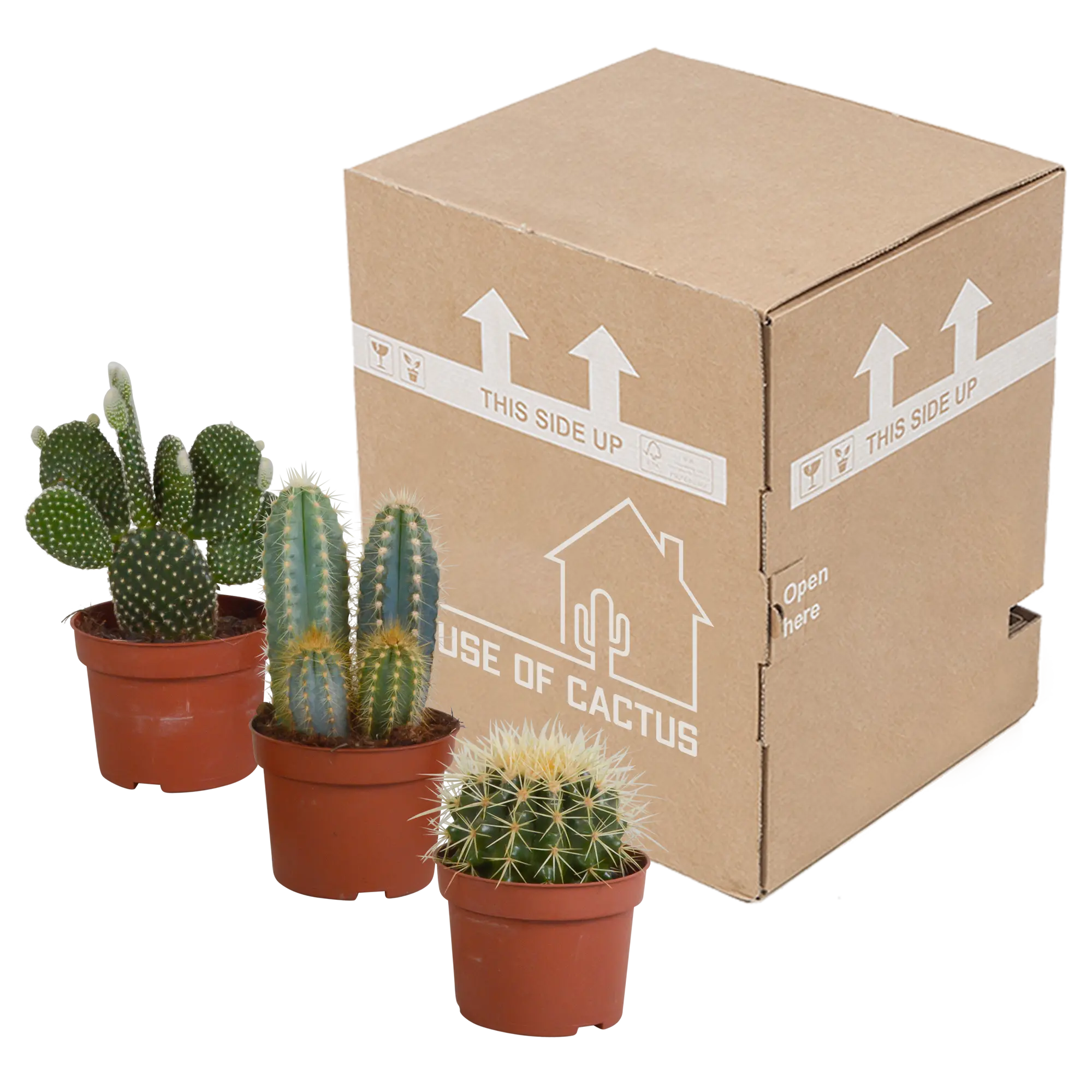 Kakteenmischung | 3er Kaktus-Set – Einzigartiges Trio in Top-Qualität 🌵✨ - ES+ Everspring