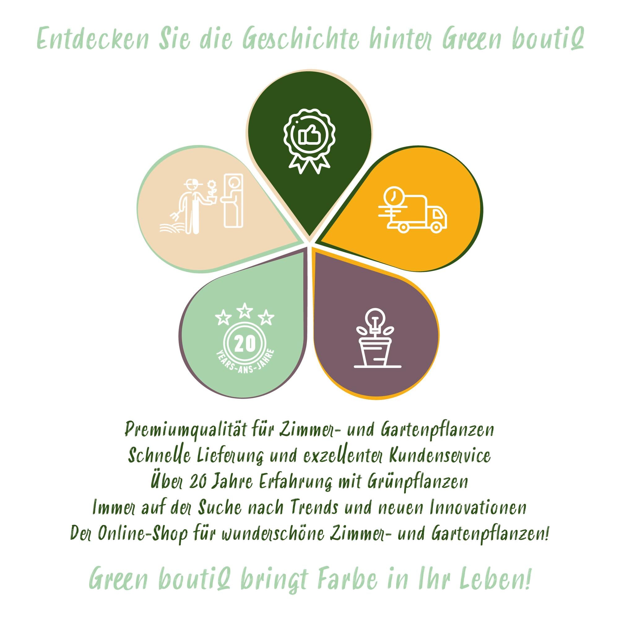 Green boutiQ Zimmerpflanze: Pachira Aquatica – Der Glücksbringer mit geflochtenem Stamm🍀💰 - ES+