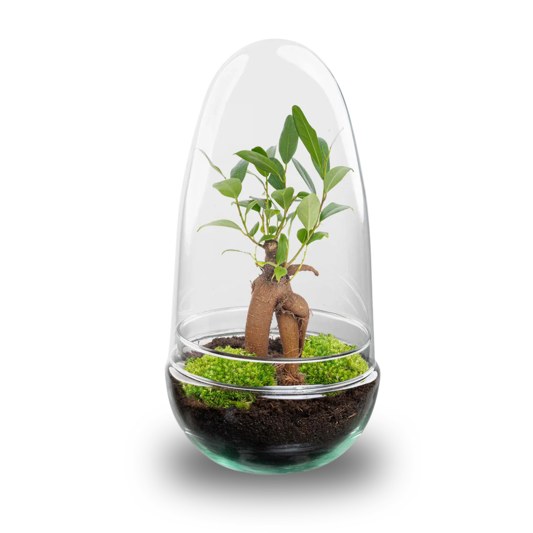 Flaschengarten DIY Set 'Egg Bonsai' – Ihr autarkes Mini-Biotop mit Ficus Ginseng  🥚🌳 - ES+
