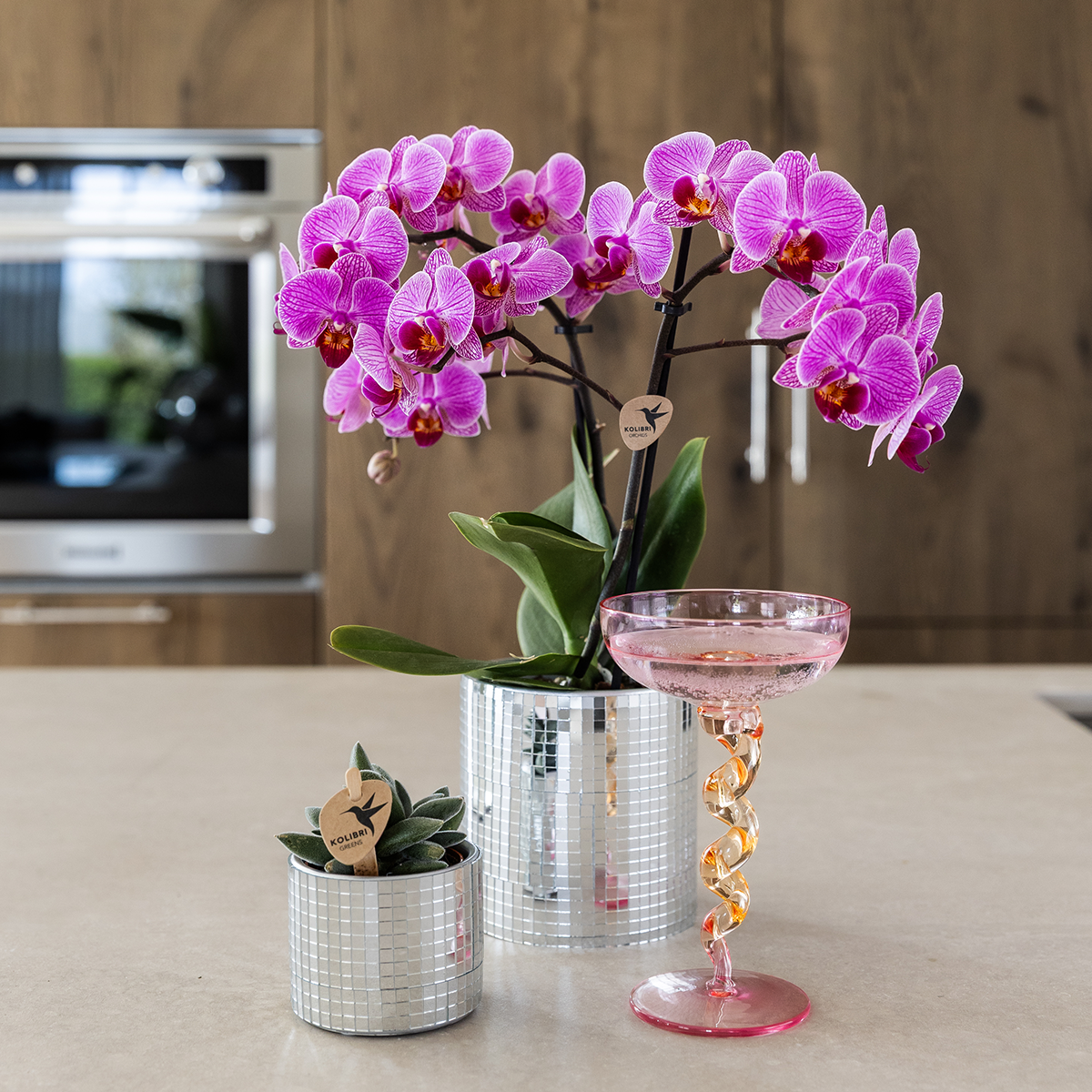 Kolibri Company | Disco Pflanzenset: Violette Vienna Orchidee & Sukkulente im Glanz-Set ✨💜 - ES+