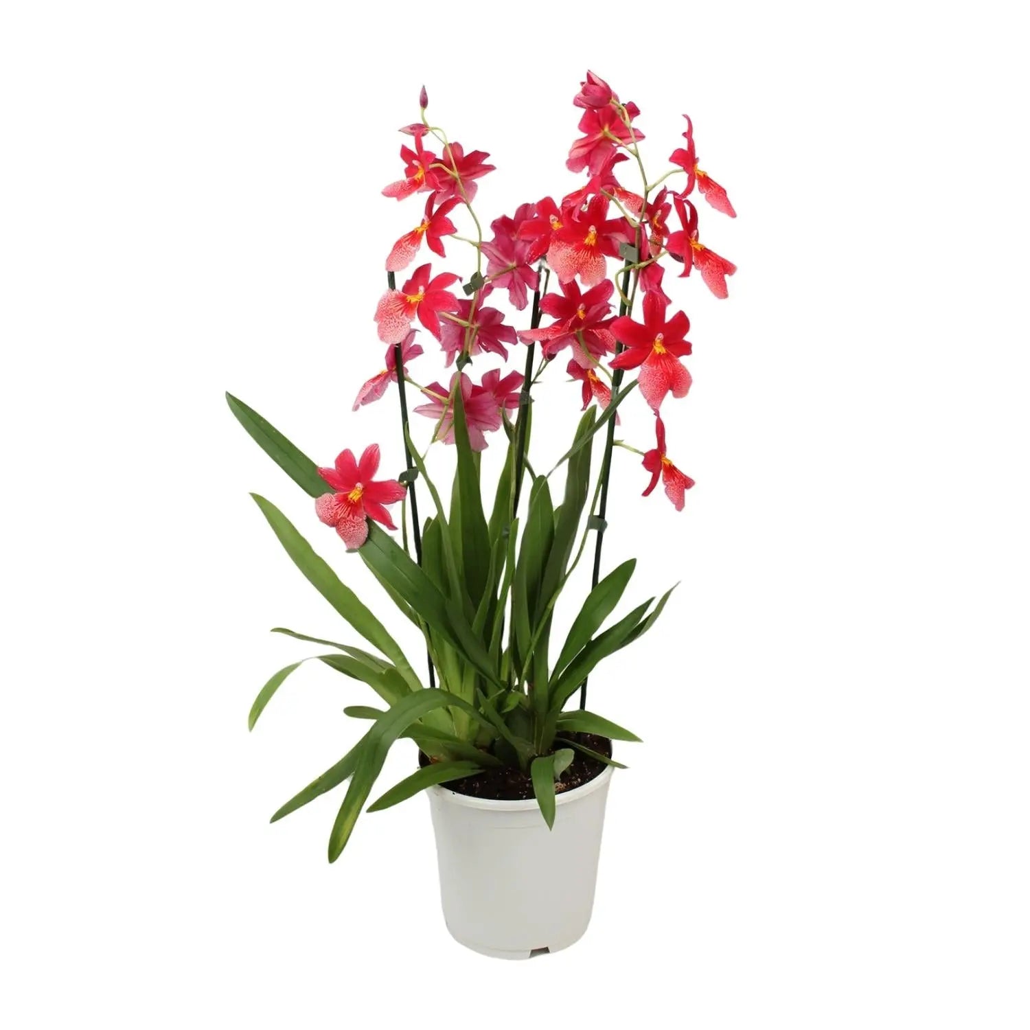 Cambria Orchidee 'Nelly Isler' – Exotische Blütenpracht für Ihr Zuhause 🌸✨ (Ø19cm | ↕70cm) - ES+ Everspring