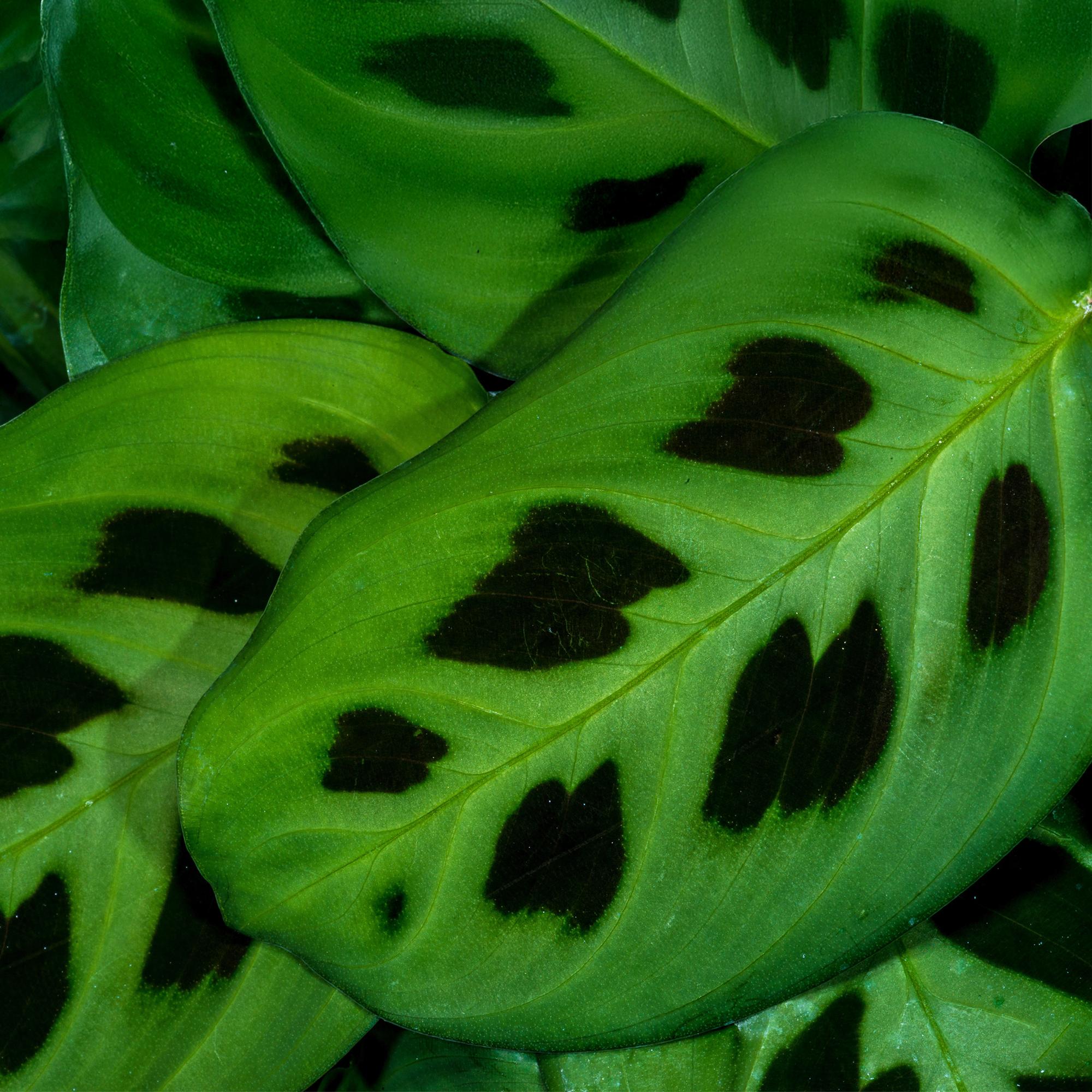 Green boutiQ | Maranta Fascinator Kerchoveana – Die Echte Zebrapflanze 🦓 - ES+