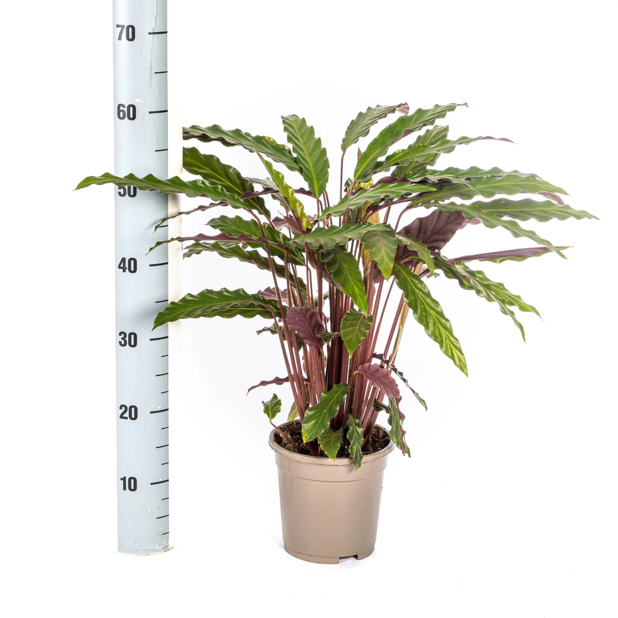 Calathea Rufibarba (Fuzzy Feathers) – Tropische Eleganz für Ihr Zuhause 🌿🧡 - ES+ Everspring