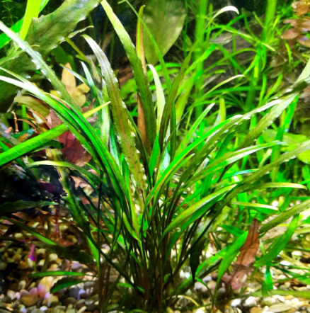 Cryptocoryne willisii - Im Topf