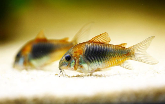 Venezuela Panzerwels orange - Corydoras spec. "Venezuela"