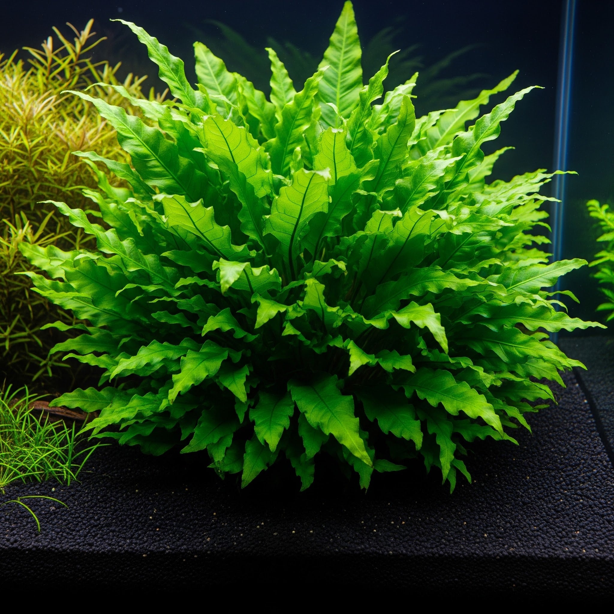 Bolbitis heudelotii  / Dennerle-Plants